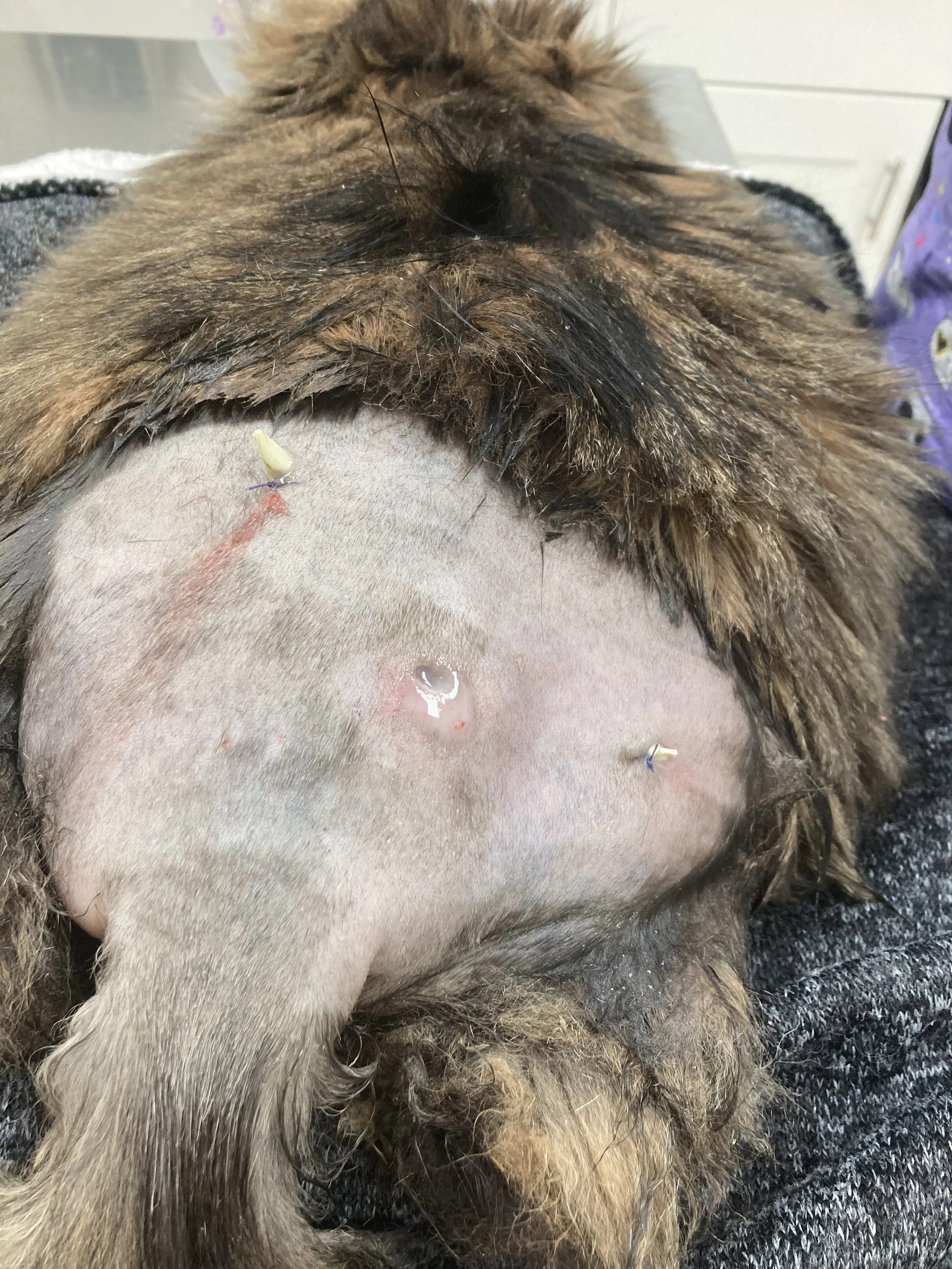 Close-up of a dog's shaved belly with several medical pins and a red incision, lying on a dark surface.