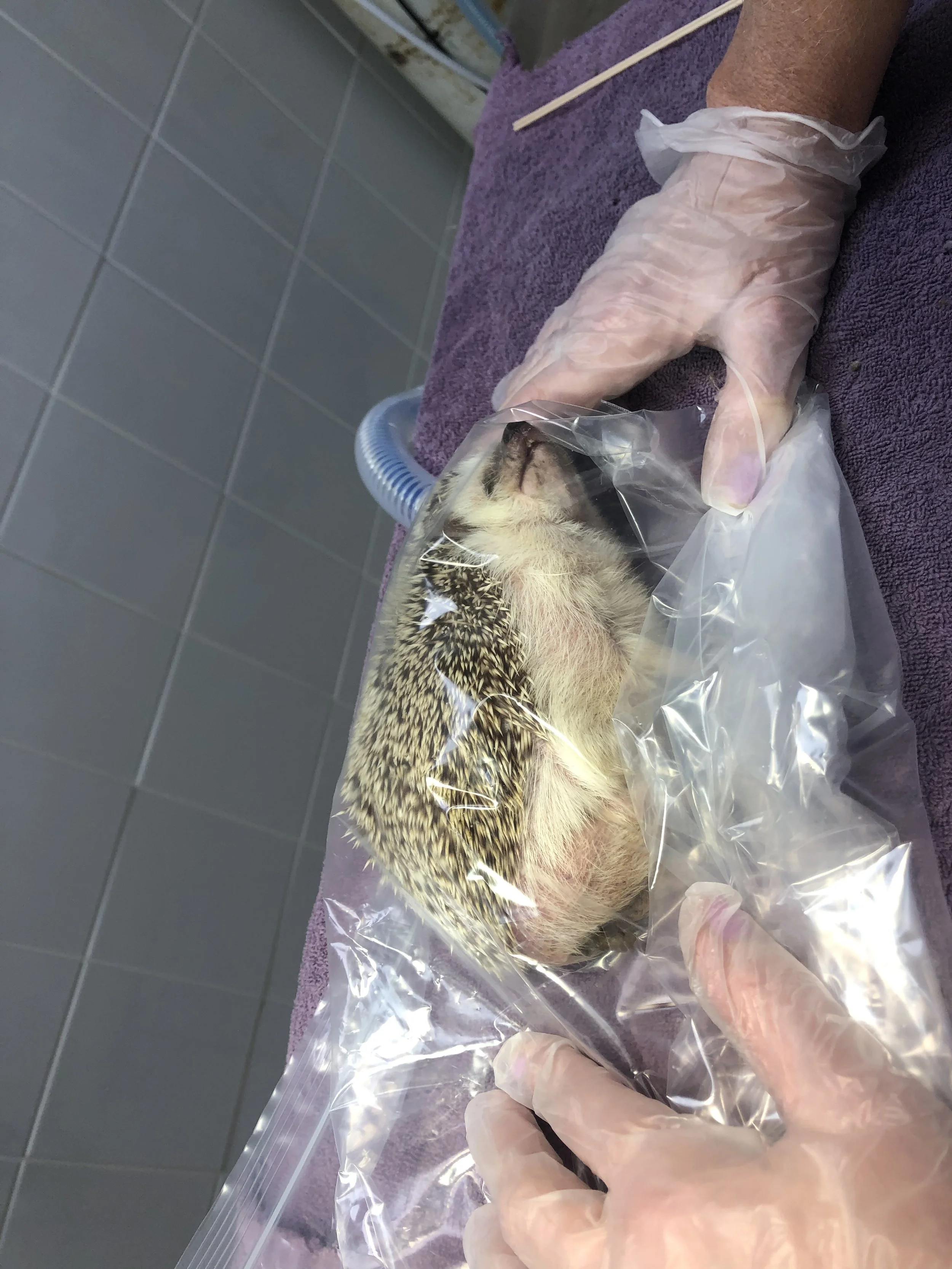 A veterinarian wearing gloves holds a small, injured hedgehog wrapped in a clear plastic bag on a purple towel, in a clinical setting.
