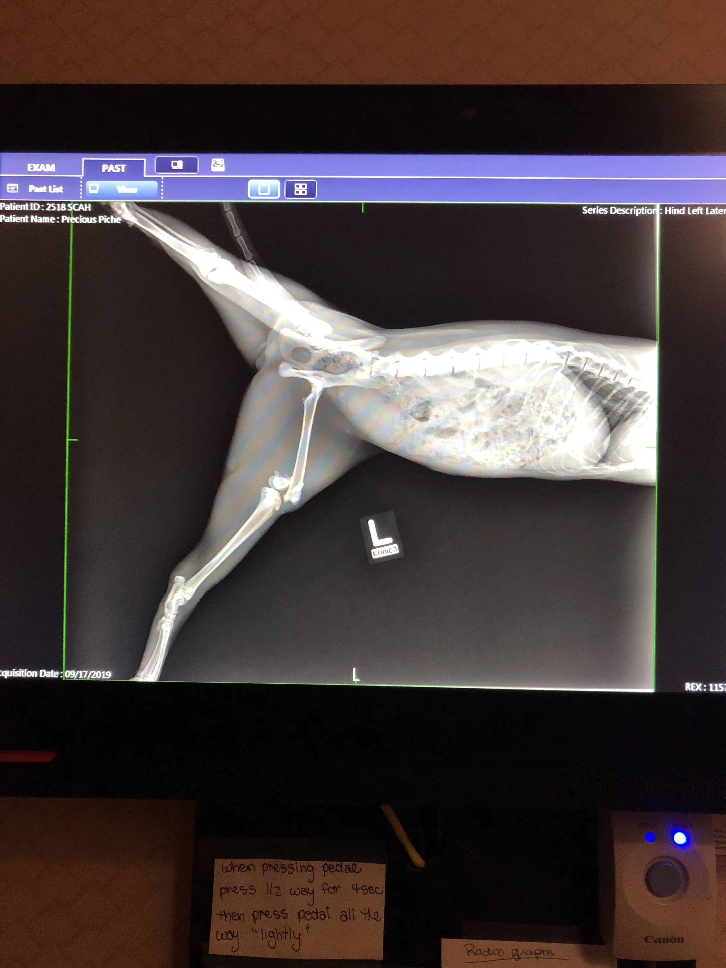 X-ray image of a dog lying on its side with its left leg extended, showing the bones and joints, with a label indicating the left side and a note in the bottom left corner.