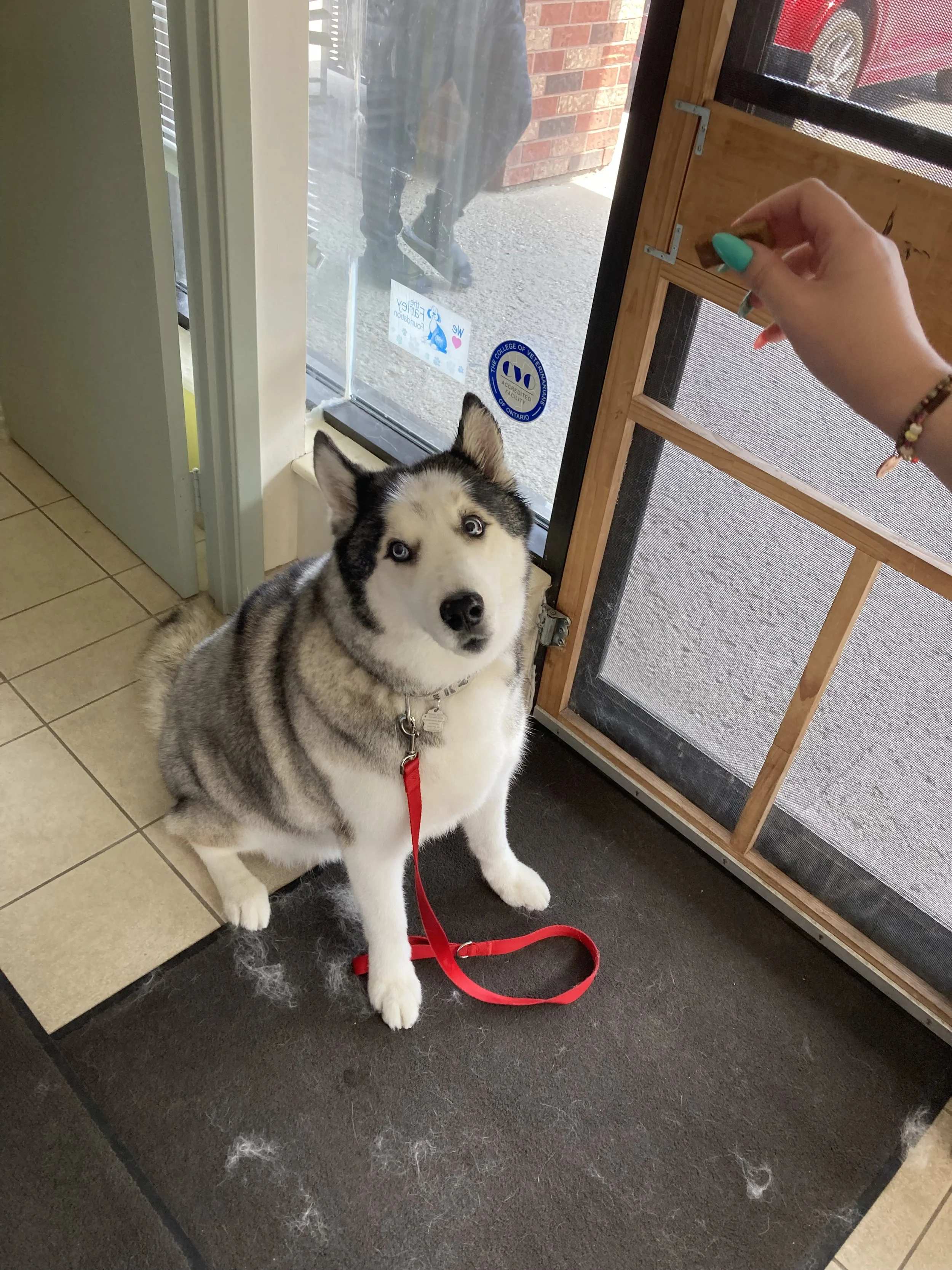 A Siberian Husky with blue eyes sitting inside near a glass door, with a person holding a treat or object above, approaching to give the dog a treat.