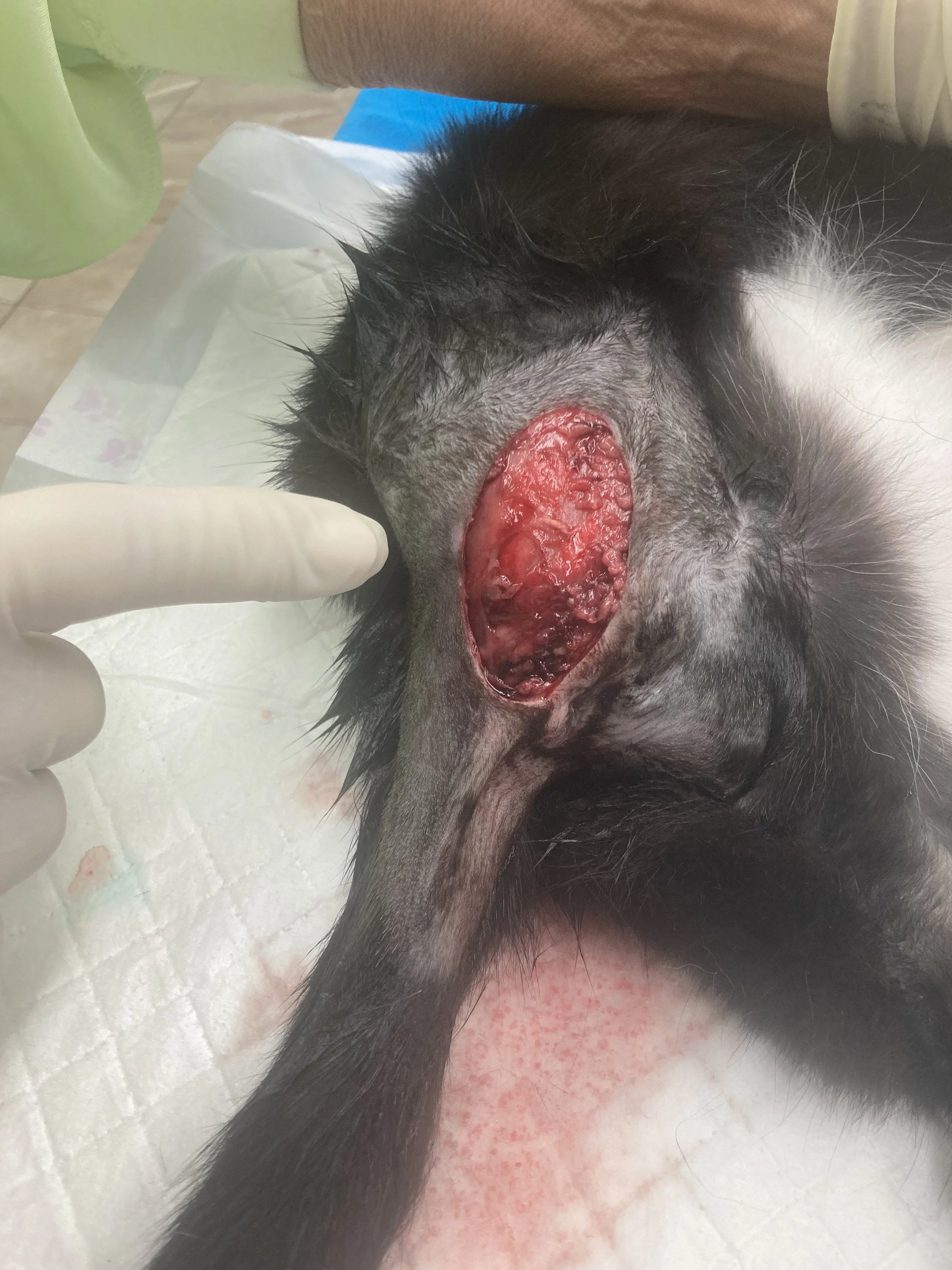 24-hour veterinary care Guelph