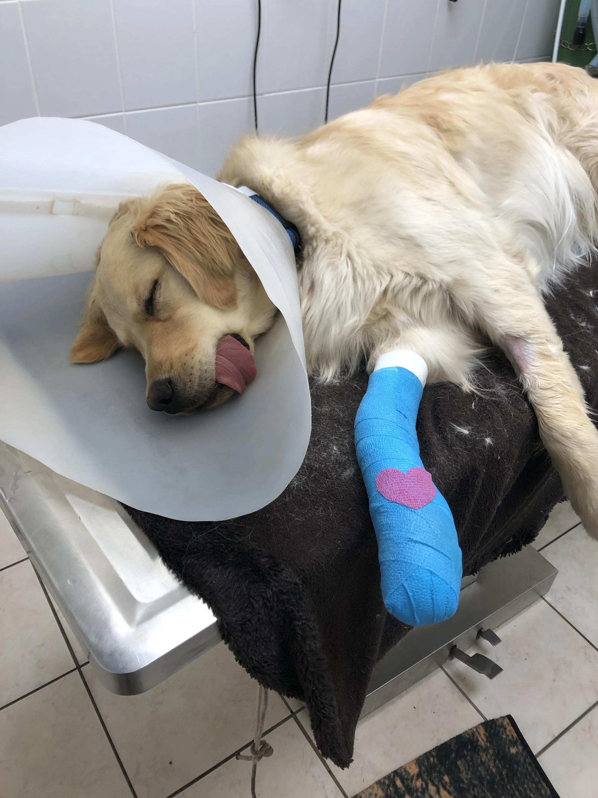 A golden retriever lying on an examination table with a cone around its neck, a bandage on its front leg, and its tongue sticking out of its mouth.