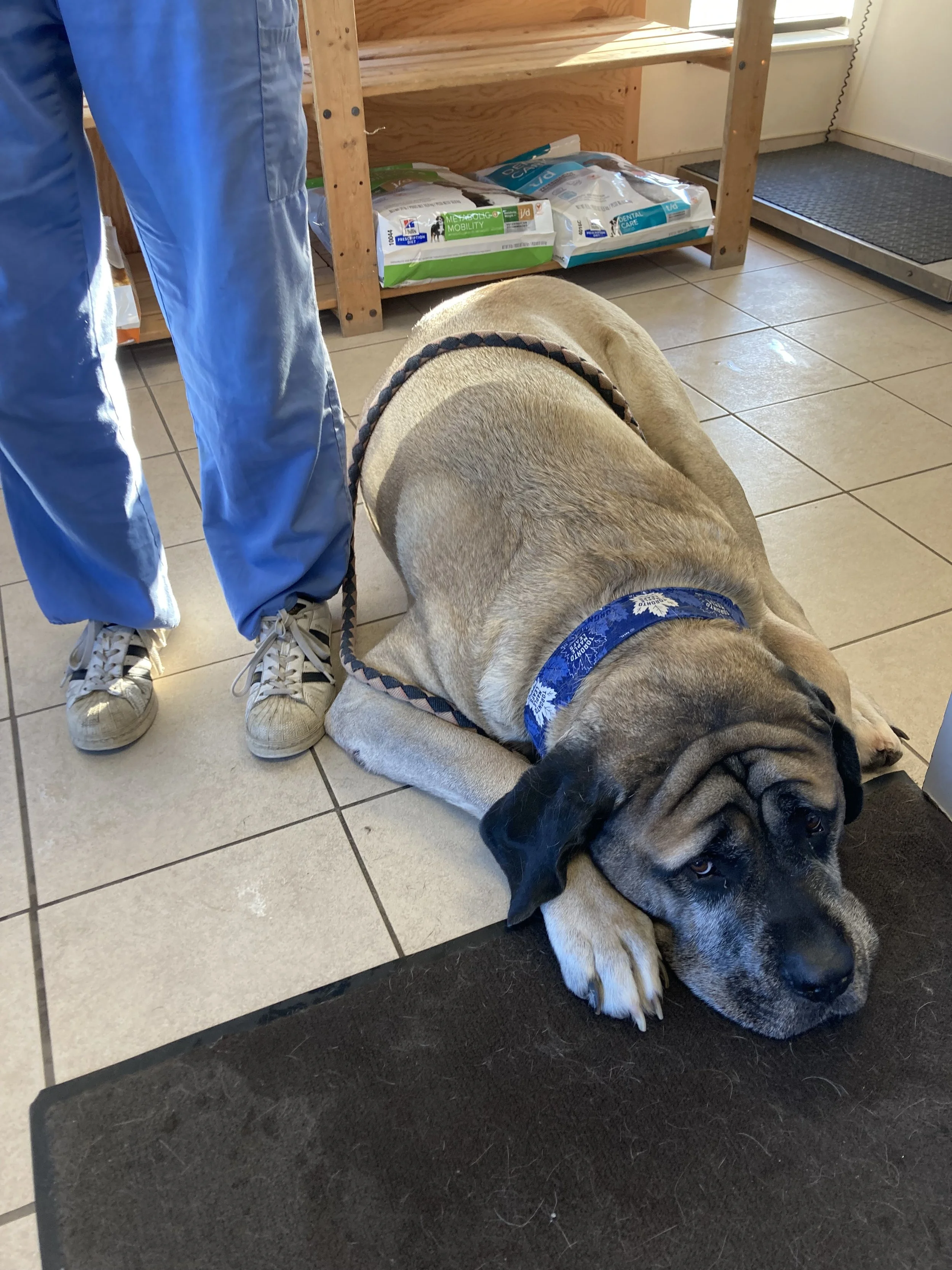 Large Animal Hospital, Big Dogs