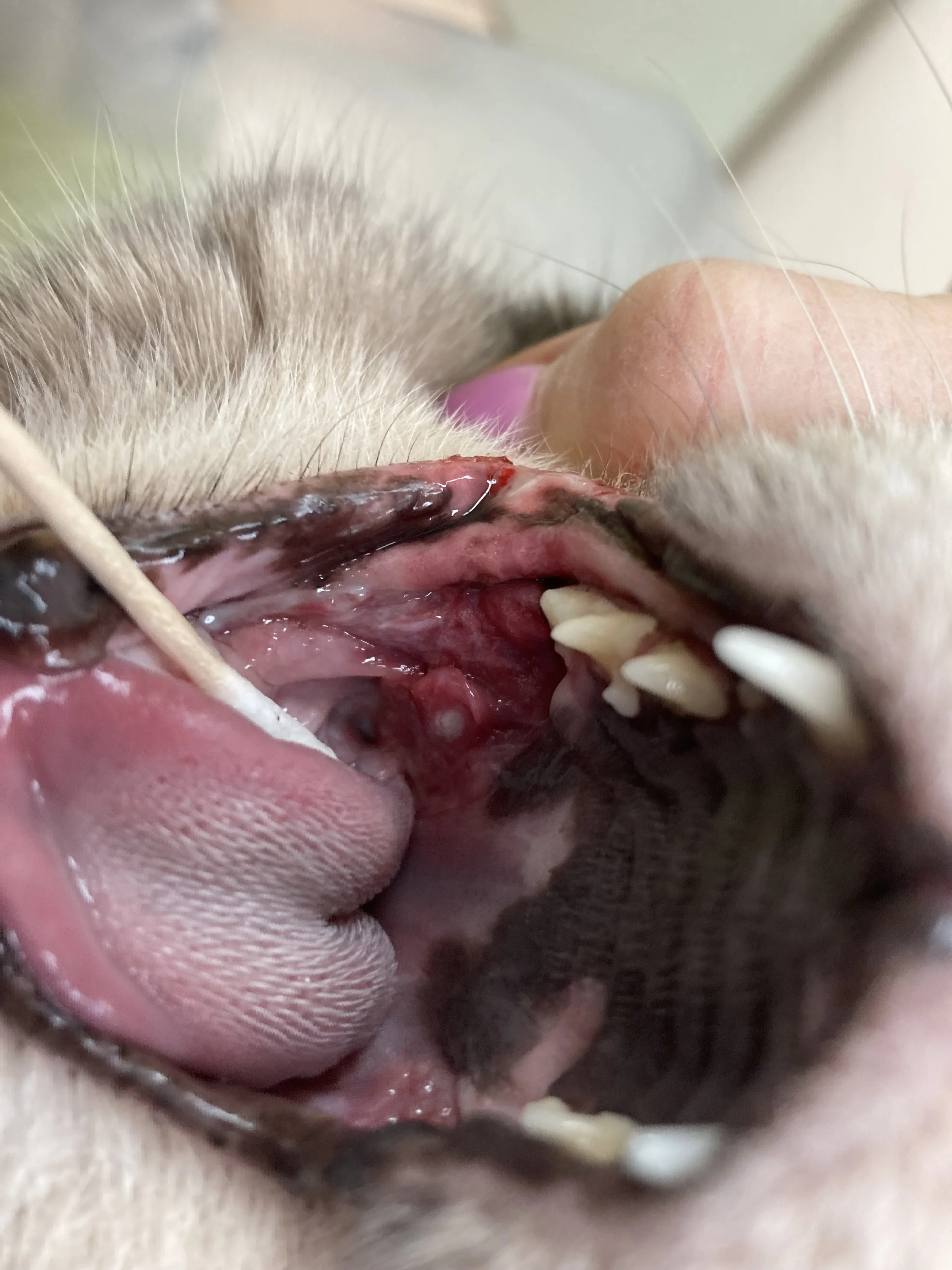 Close-up of a dog's open mouth showing teeth and gums, with a person holding the dog's lips open.