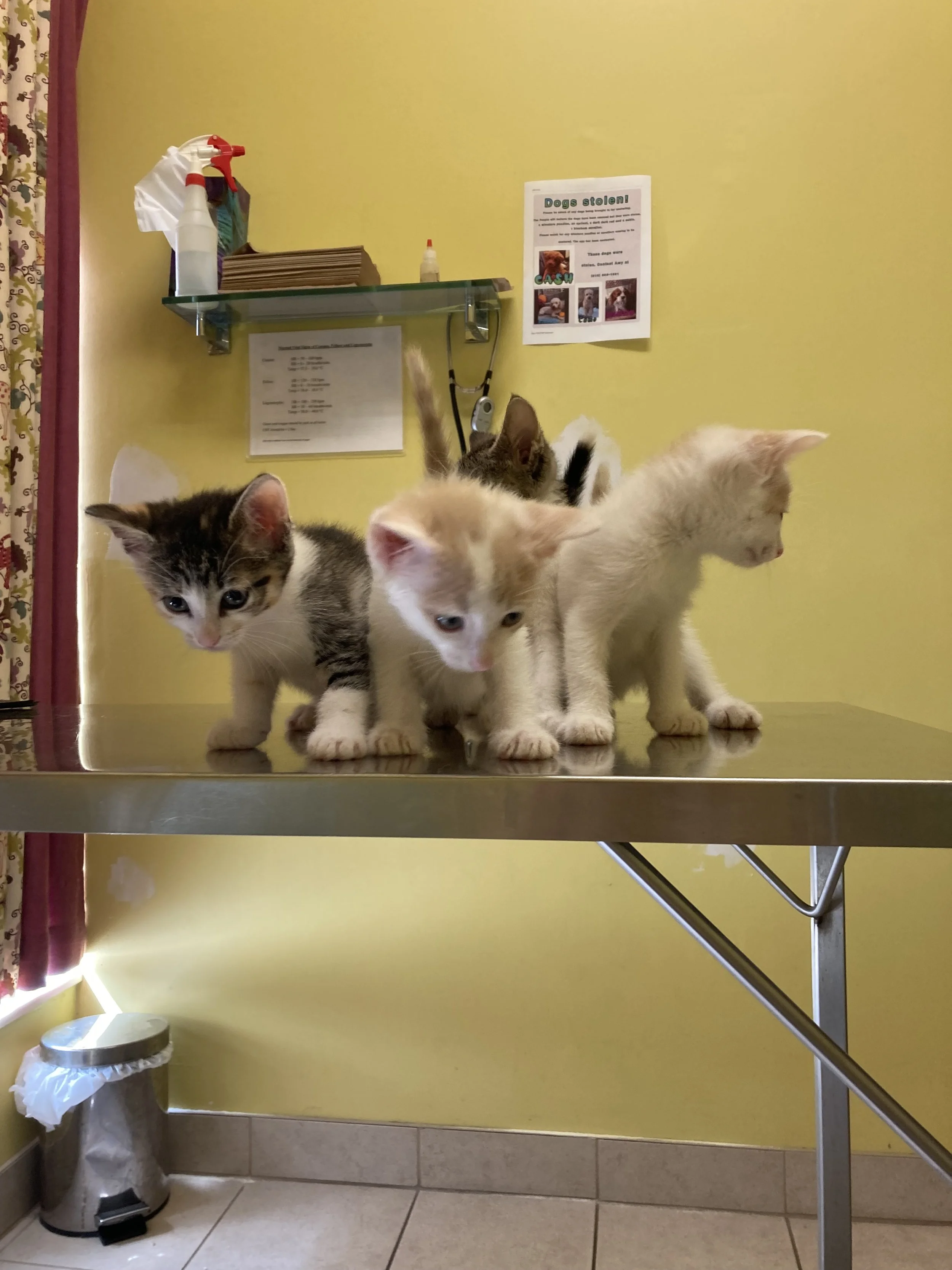 Four kittens on a metal examination table in a room with yellow walls, a trash can in the corner, and a shelf with a spray bottle, some papers, and a flyer about dog thefts.