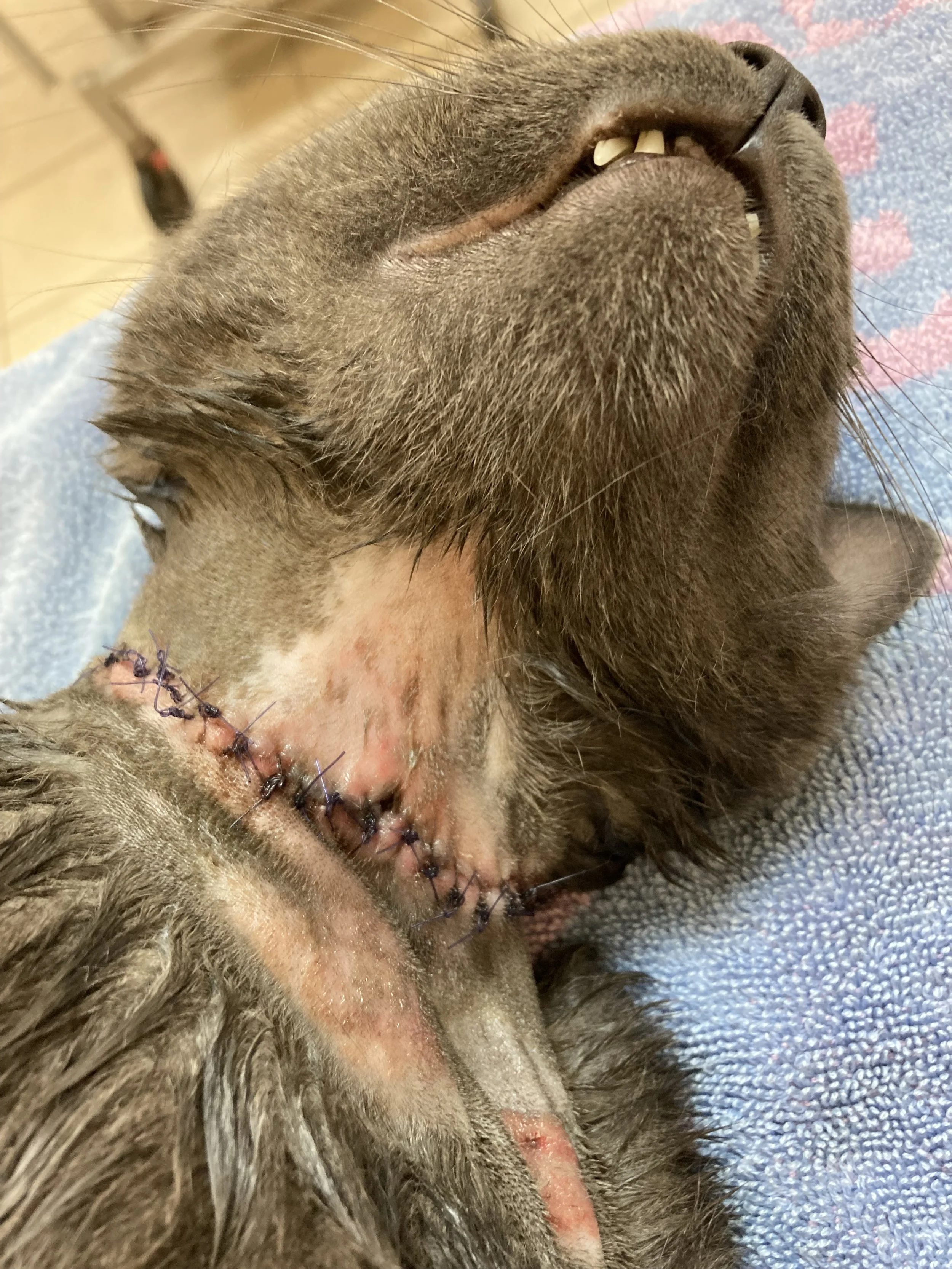 Close-up photo of a cat lying on its back with stitched incision area on its neck, showing sutures and healing skin.