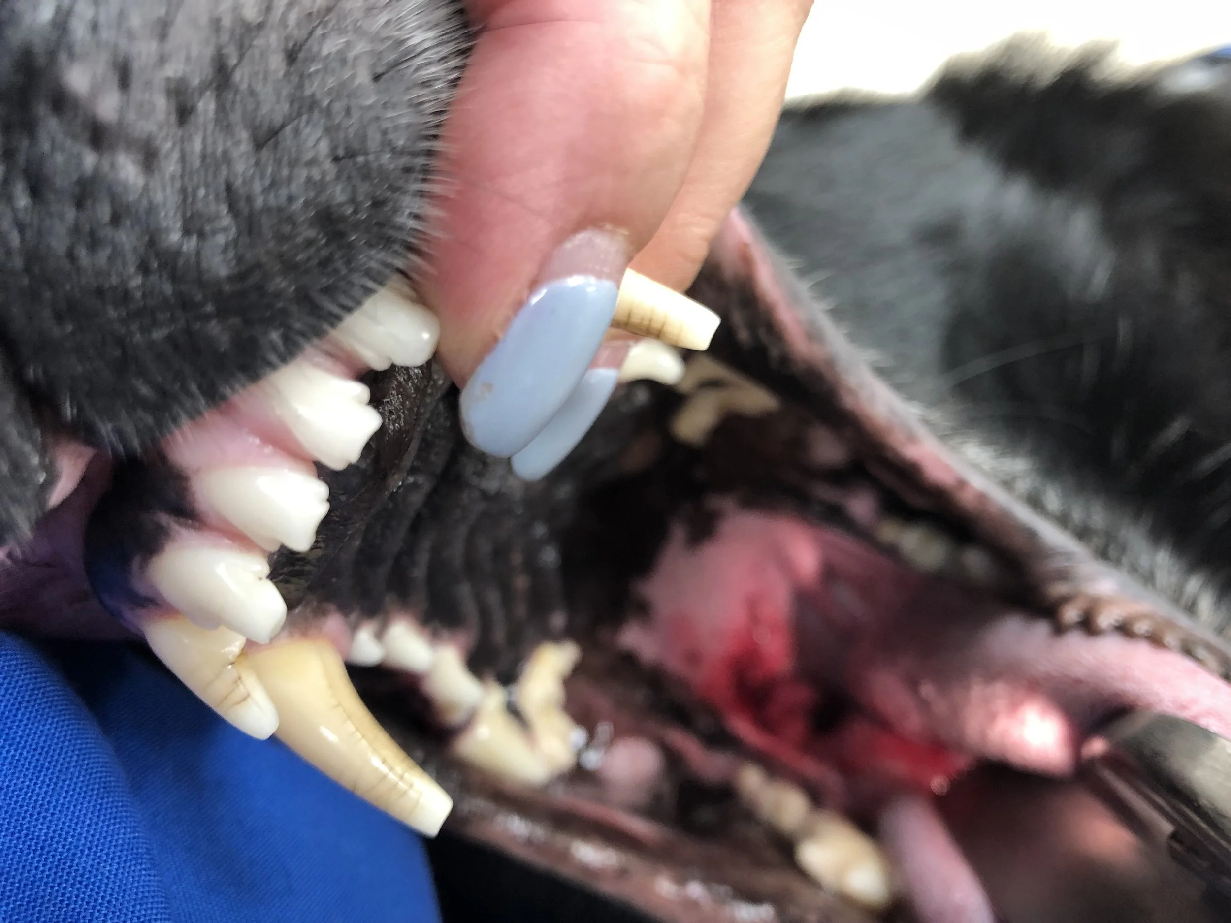 Close-up of a person's hand and teeth inside a dog's open mouth, showing the dog’s teeth and gums.