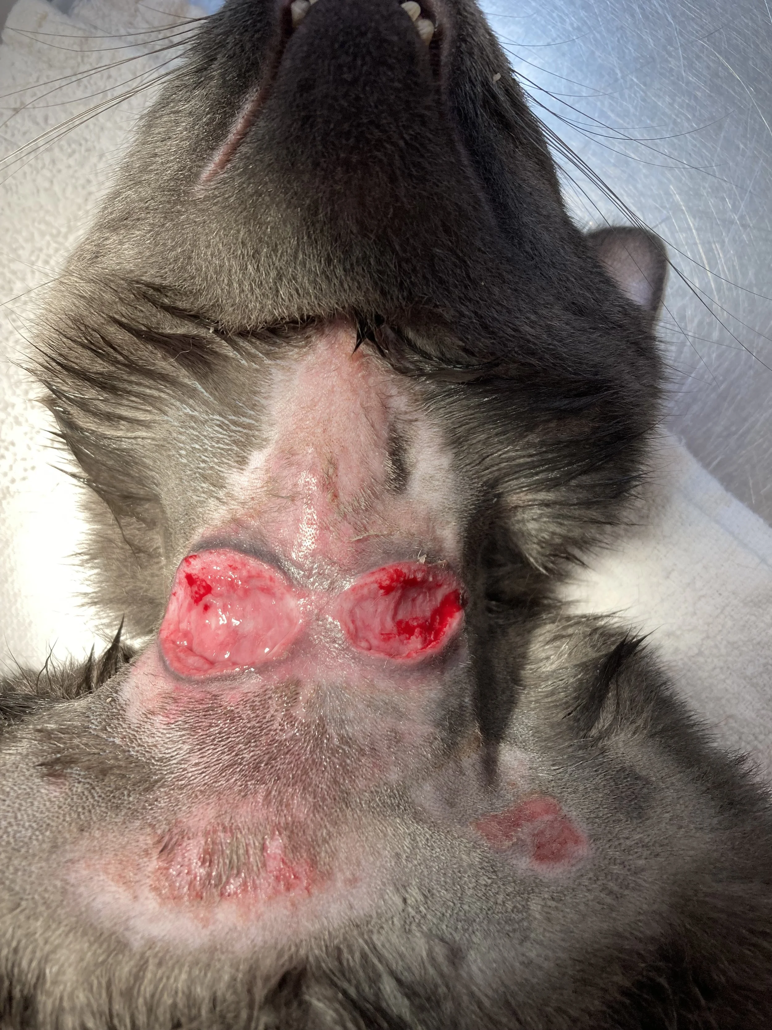 Close-up of a veterinary surgical site on a dog's abdomen, showing two open, red wound areas with sutures.