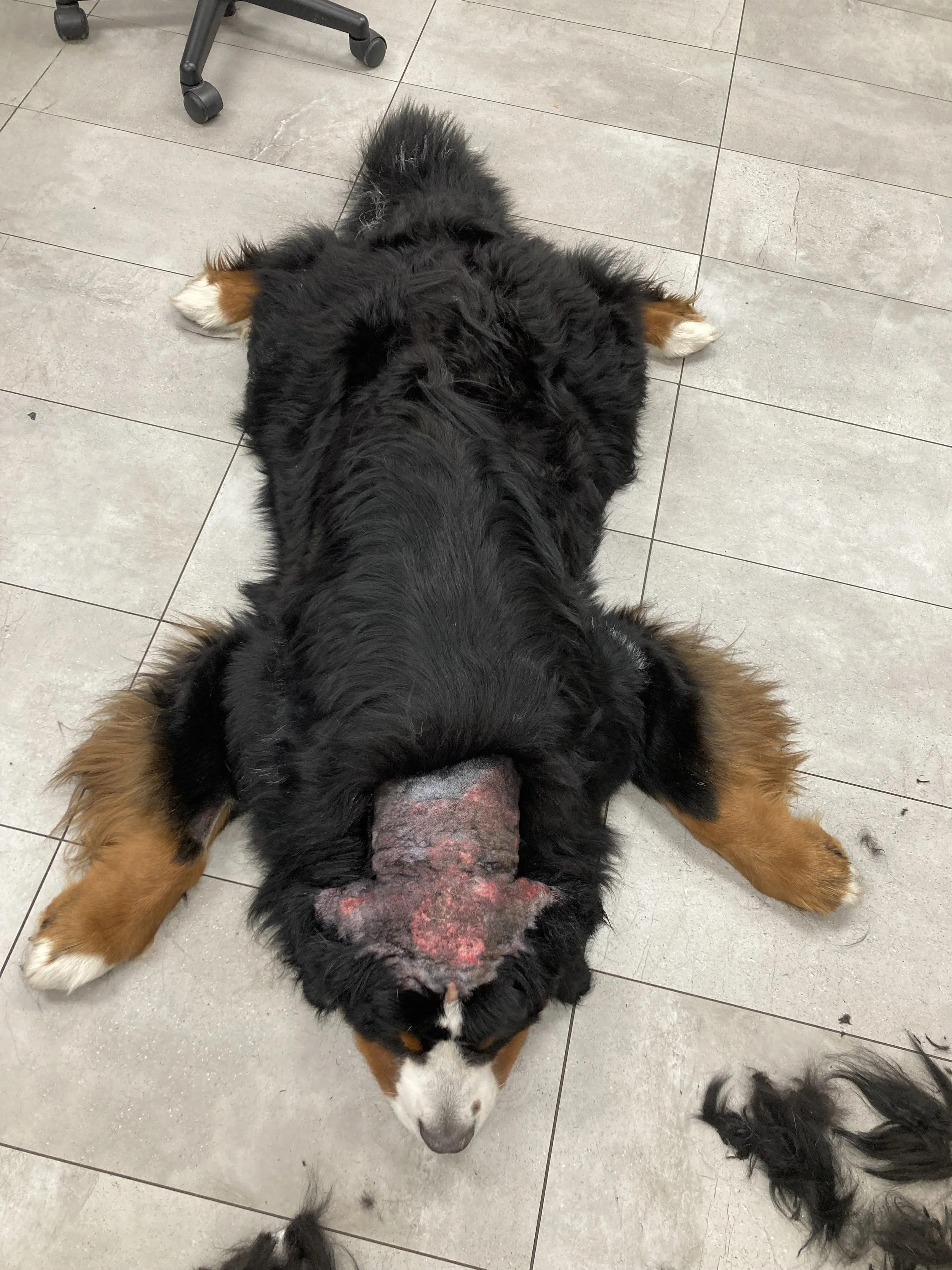 A dog lying on its back on a tiled floor with a large, open wound on its face, showing raw and bloody skin.