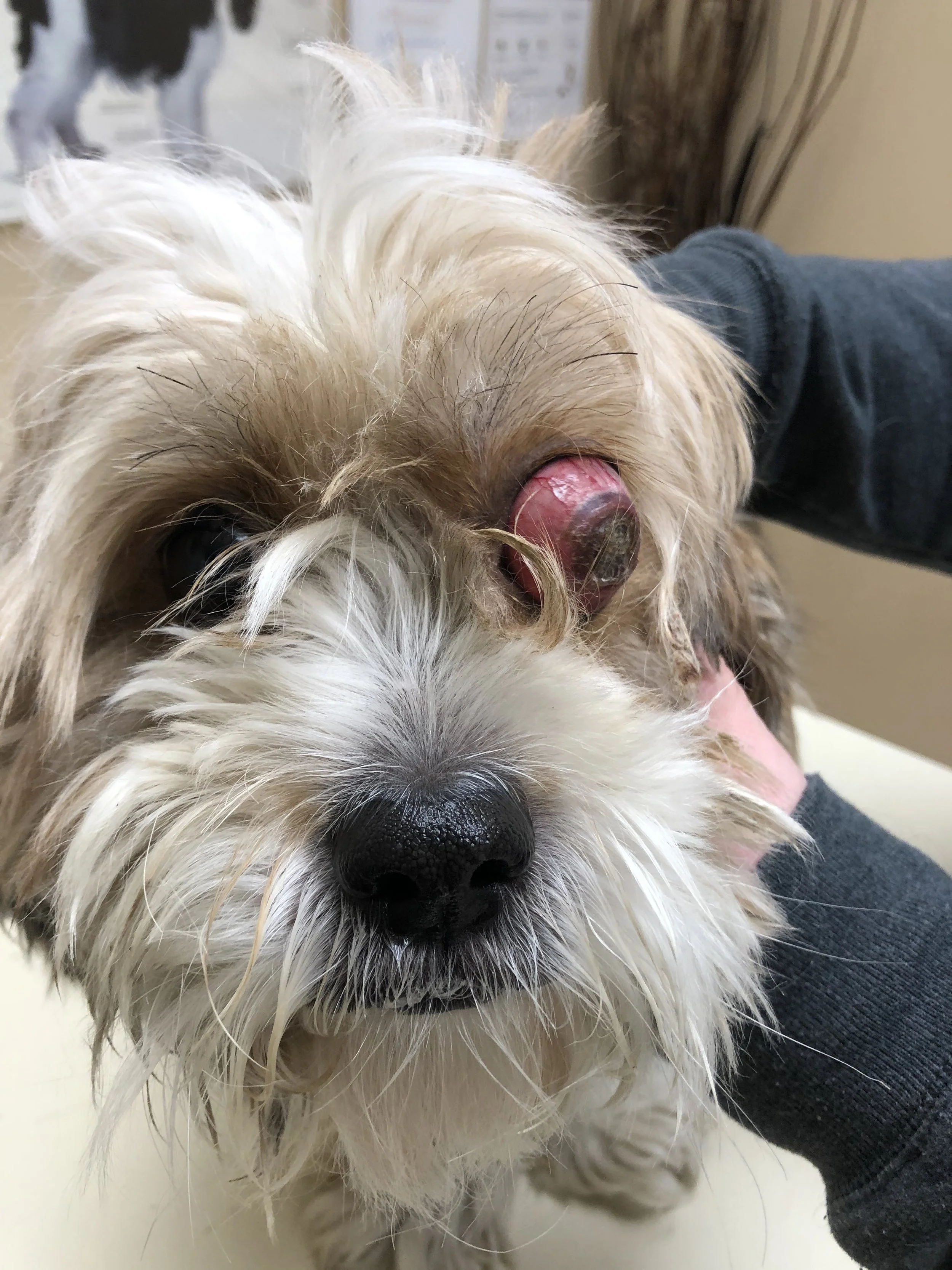 Dog with large growth or tumor above its nose.