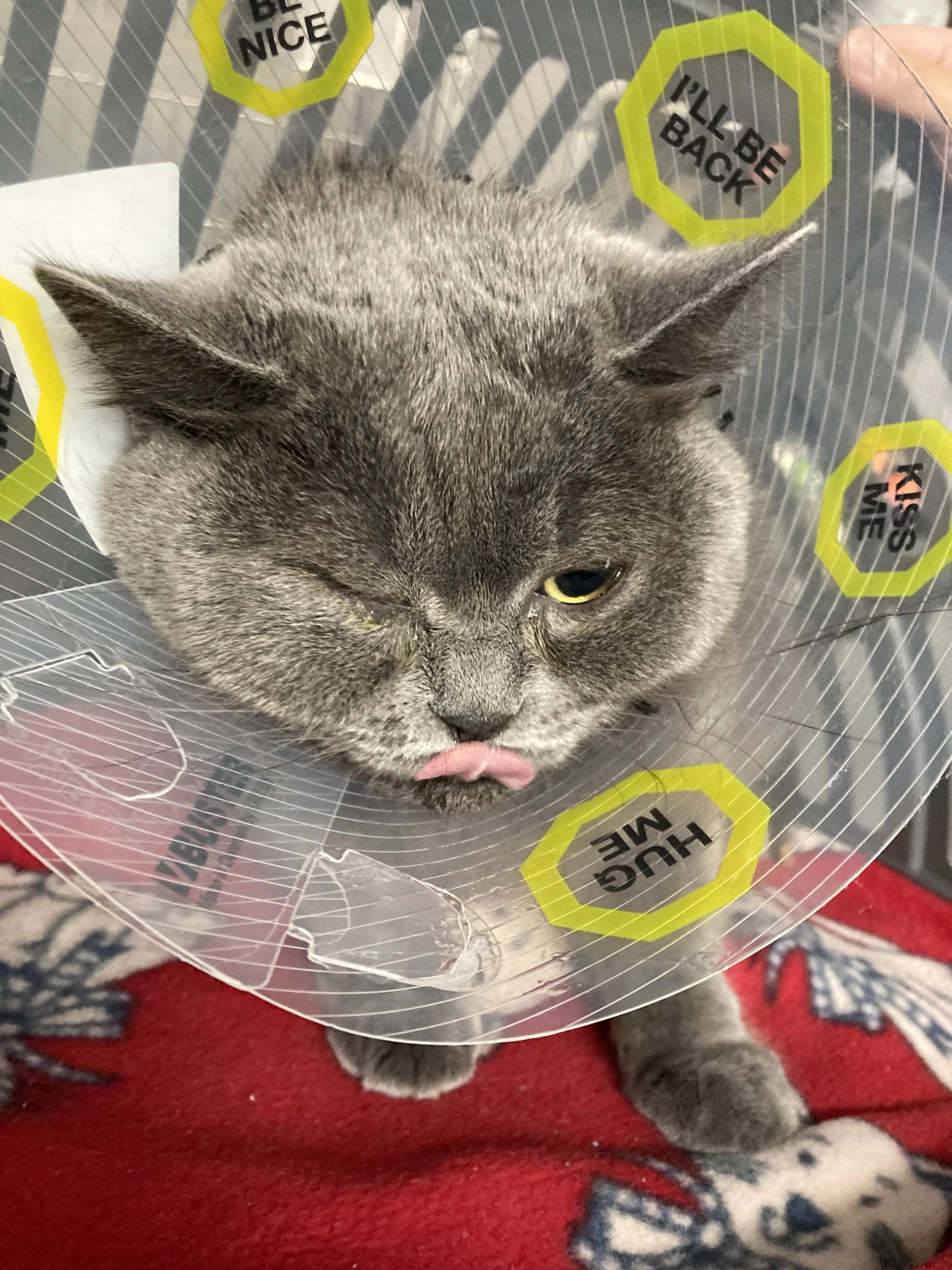 A gray cat wearing an Elizabethan cone collar with various warning and instruction labels, licking its nose.