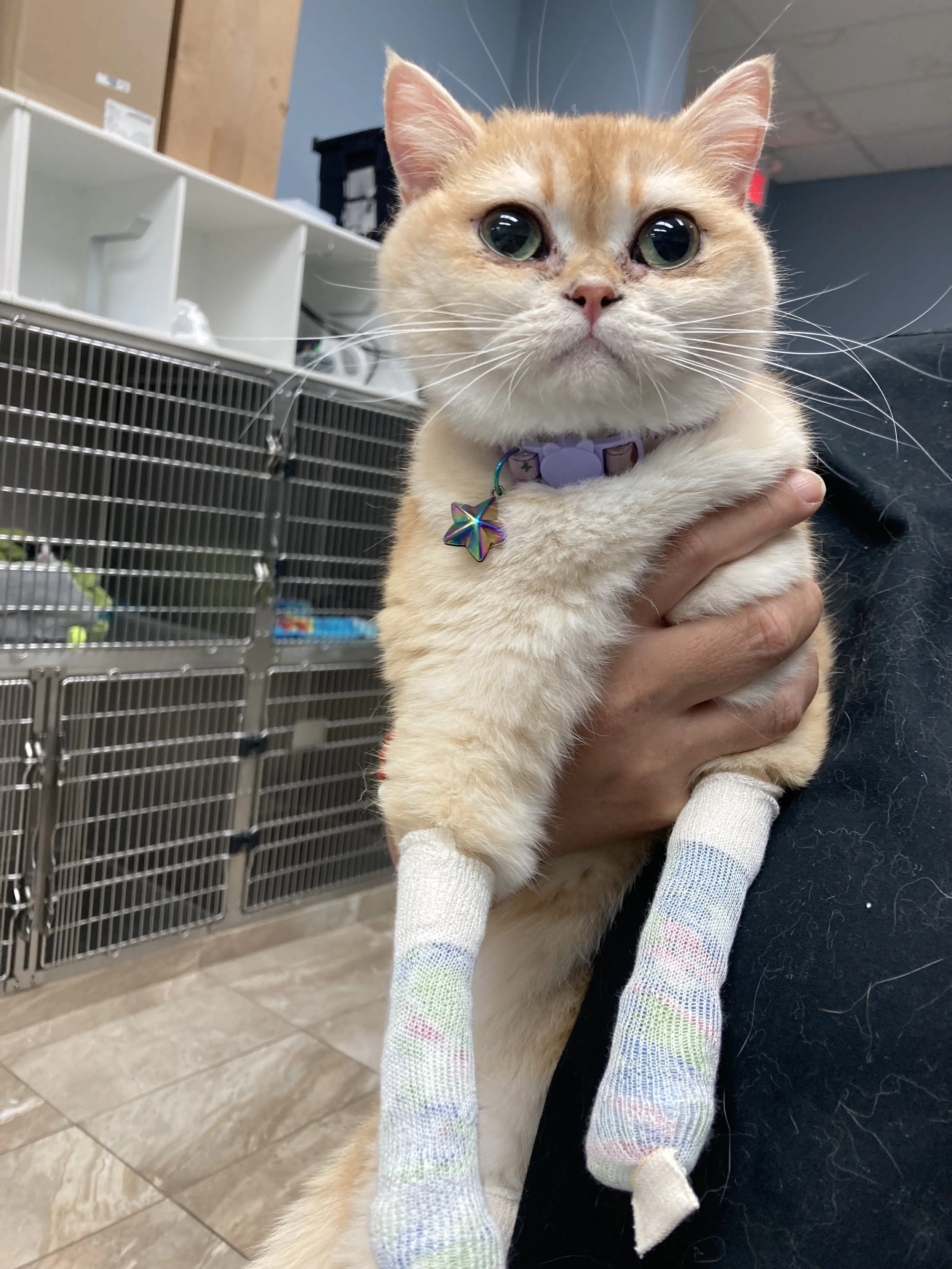 A ginger cat with round green eyes wearing a purple collar with a star-shaped tag, being held up by a person's hand. The cat has bandaged front legs and is in what appears to be an animal shelter or veterinary clinic, with cages and medical supplies in the background.