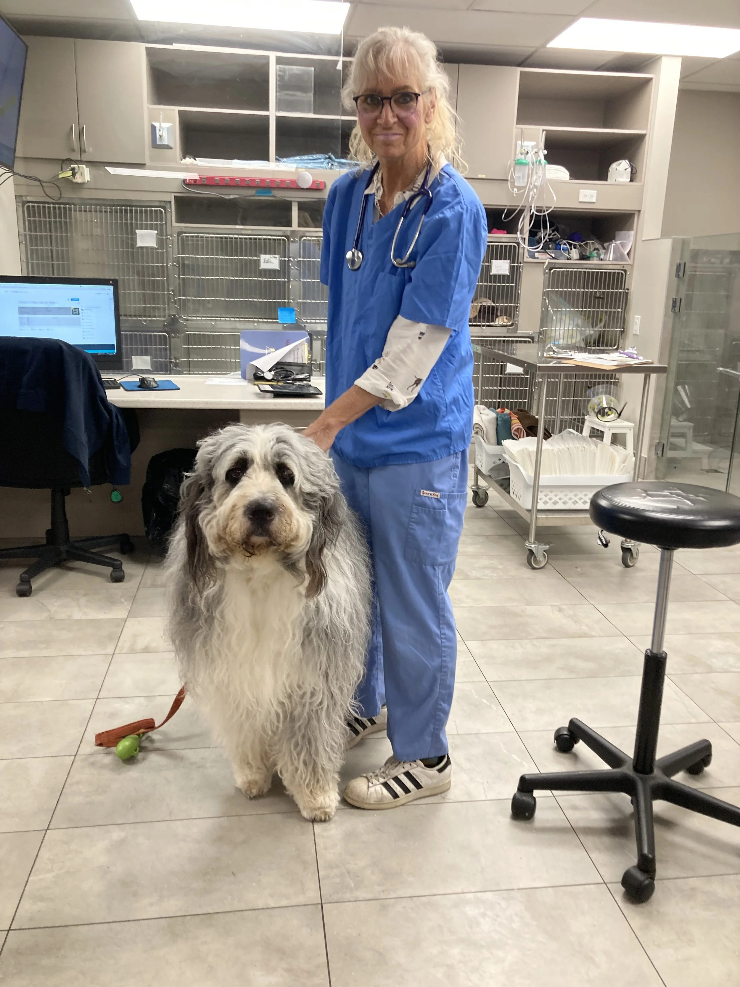 Experience vet in Guelph