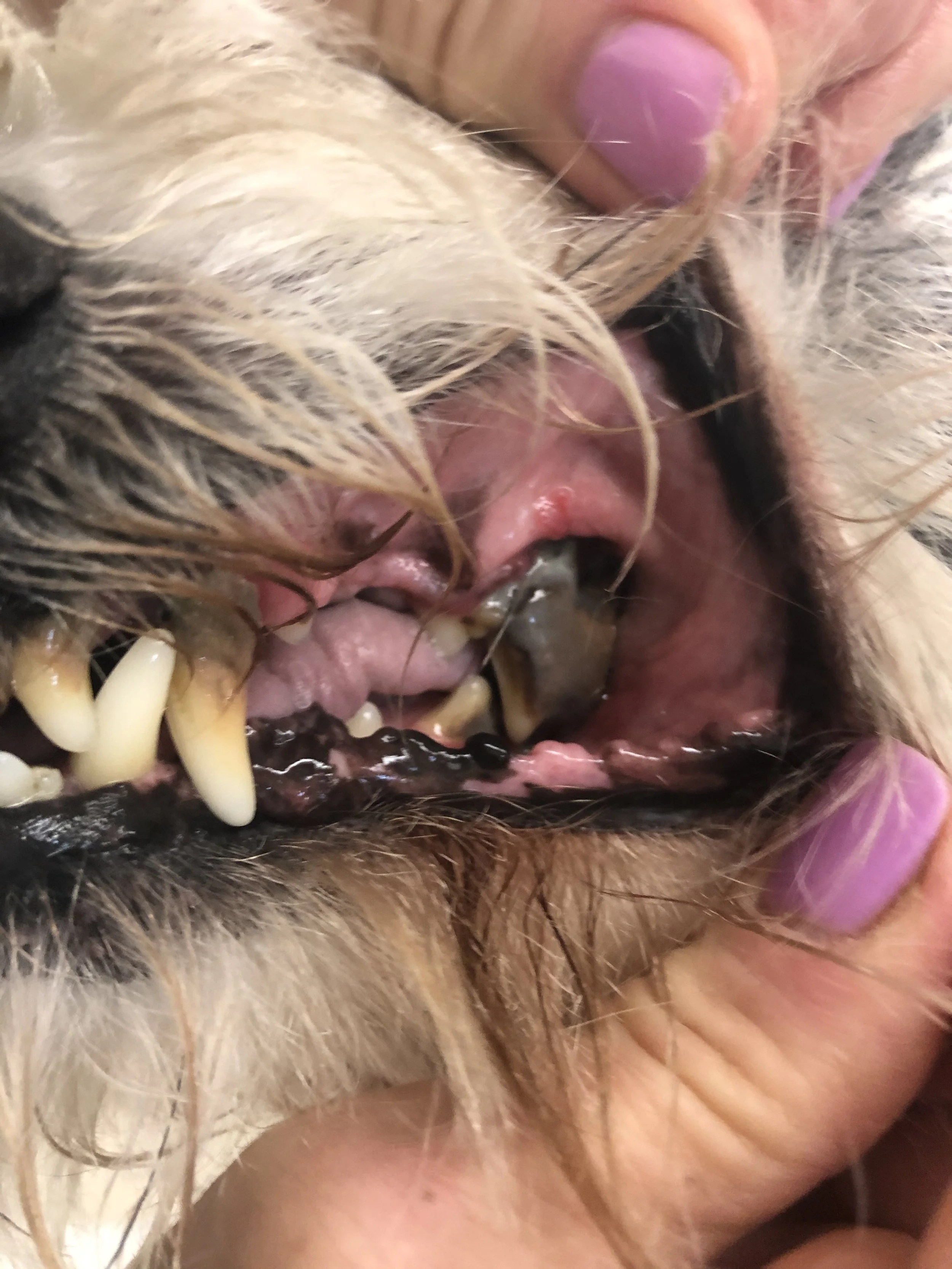Close-up view of a dog's mouth being held open, showing teeth, gums, and tongue.