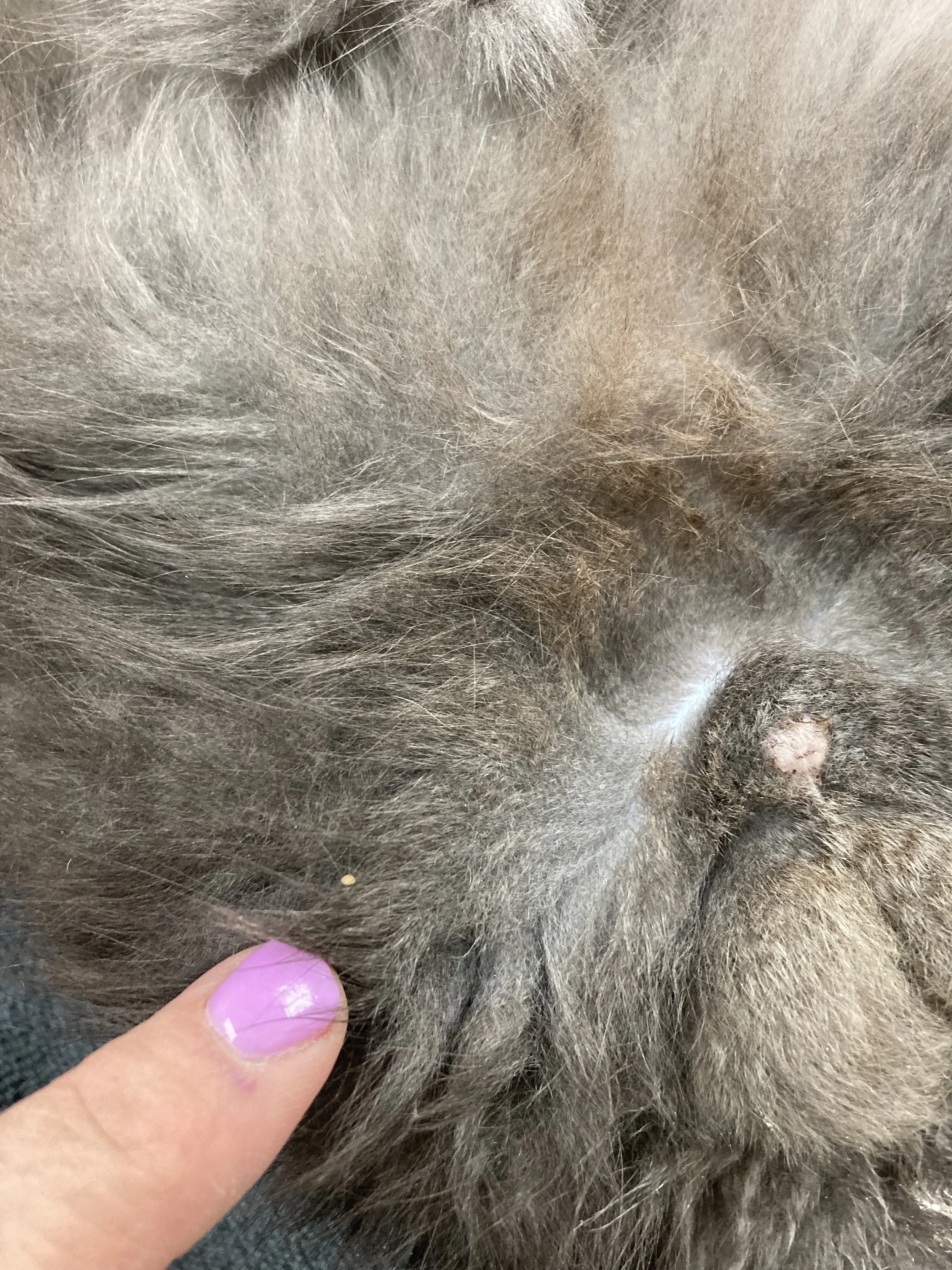 Close-up of a person's finger pointing to a black cat's armpit area, revealing a small, pinkish skin growth or lesion on the cat's skin surrounded by fur.