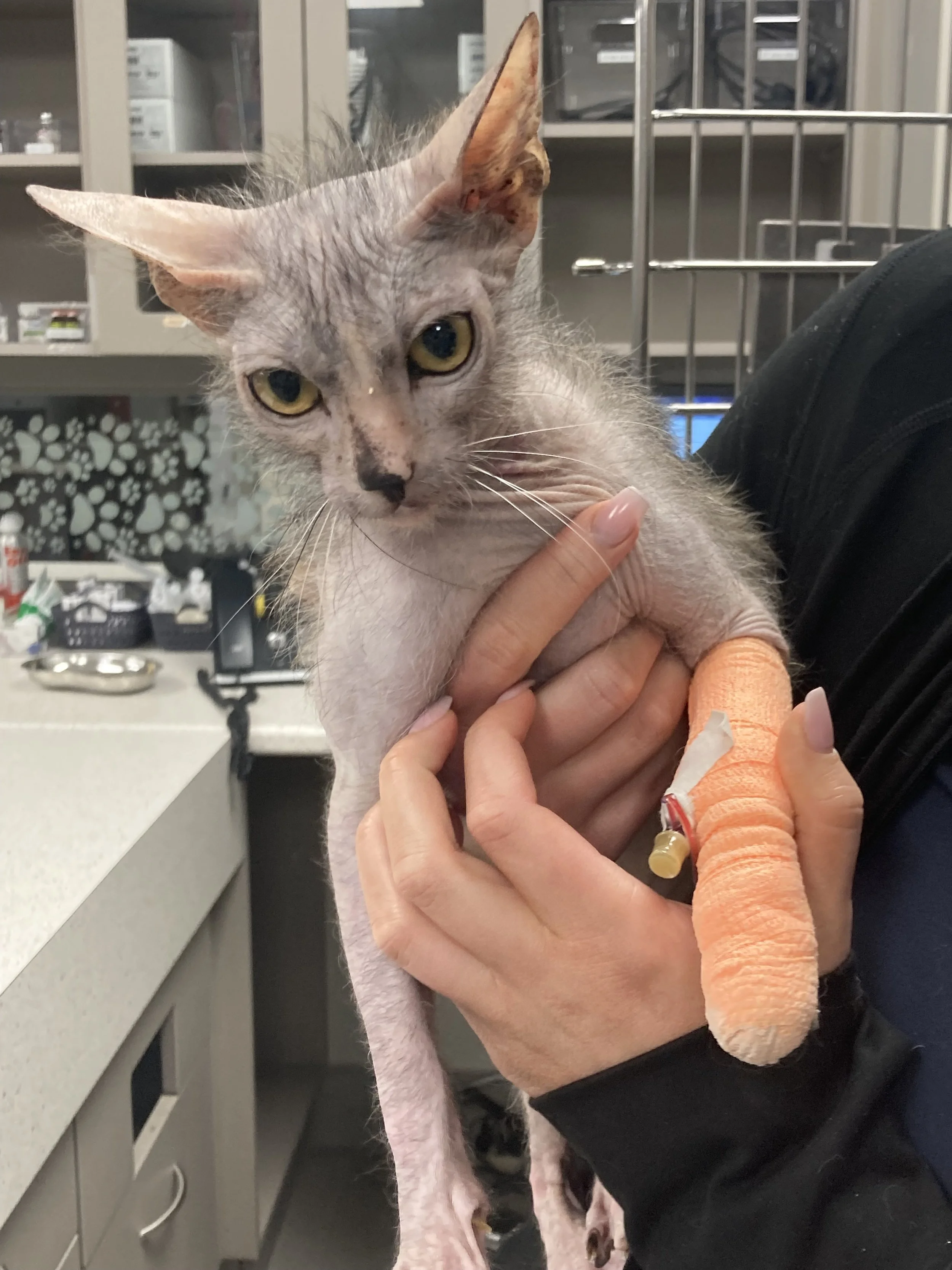A hairless cat being held by a person with a bandaged paw, in a veterinary clinic setting.