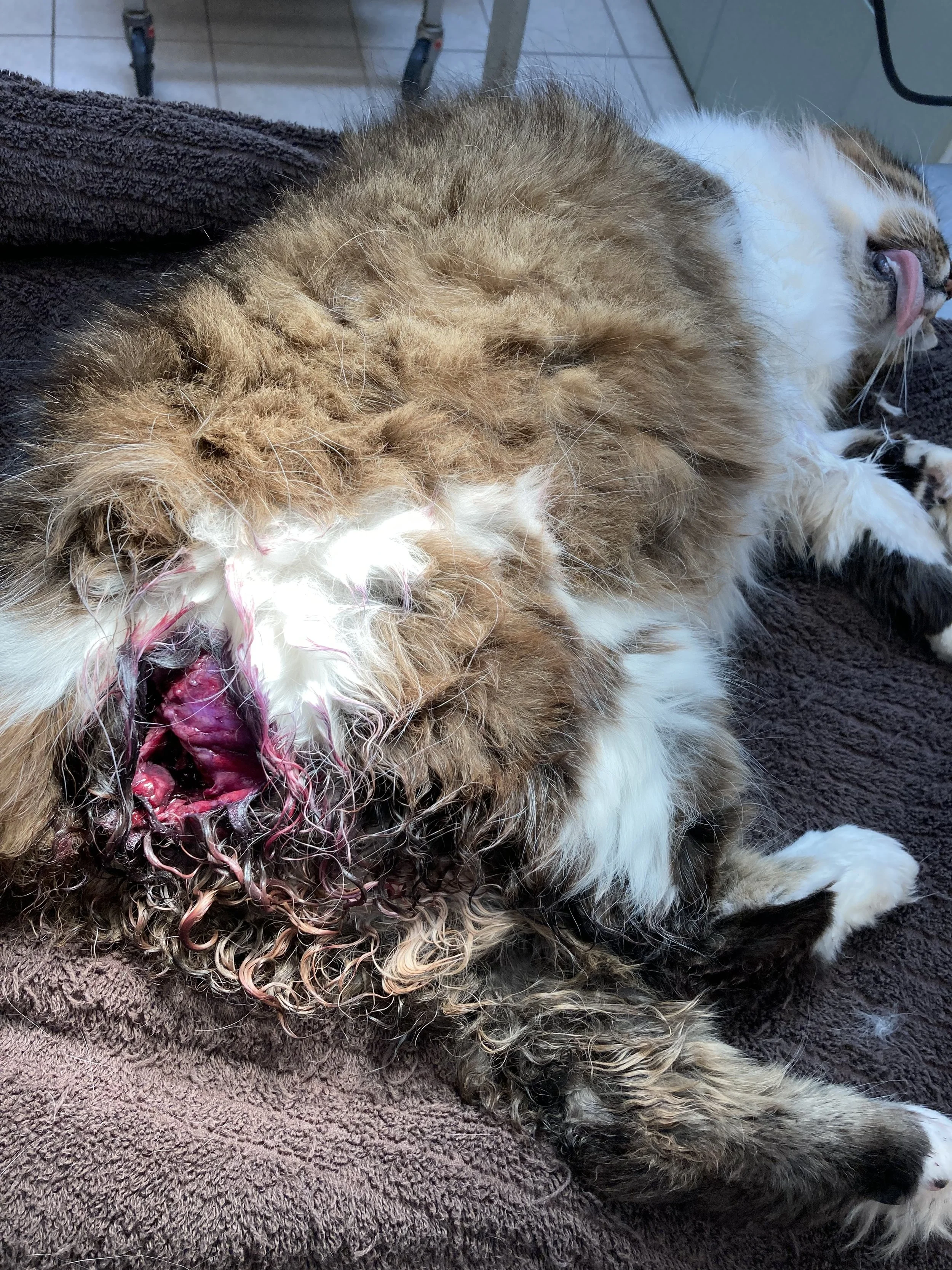 A fluffy, long-haired cat lying on its side on a brown towel, with visible bleeding and wound near its head.