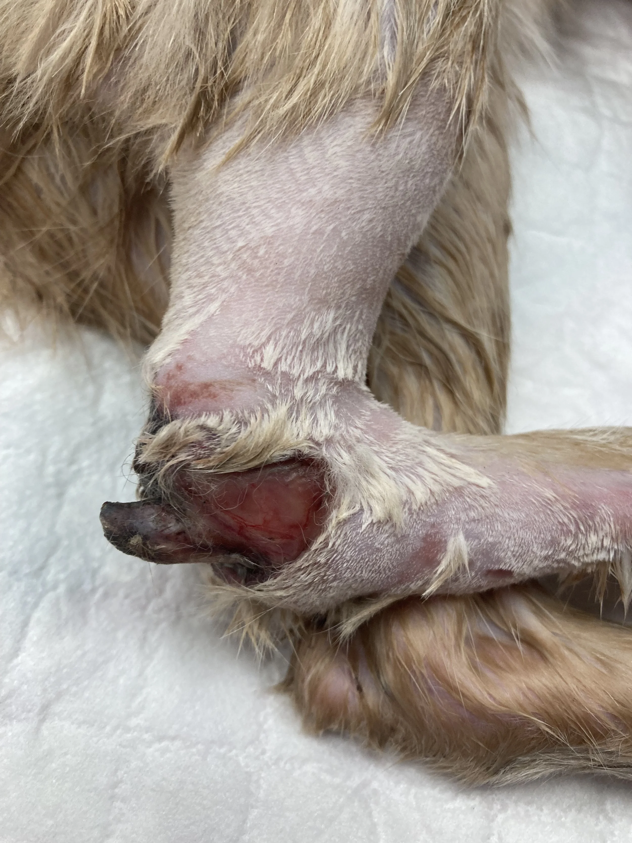 Close-up of a dog's genital area, showing the vulva.