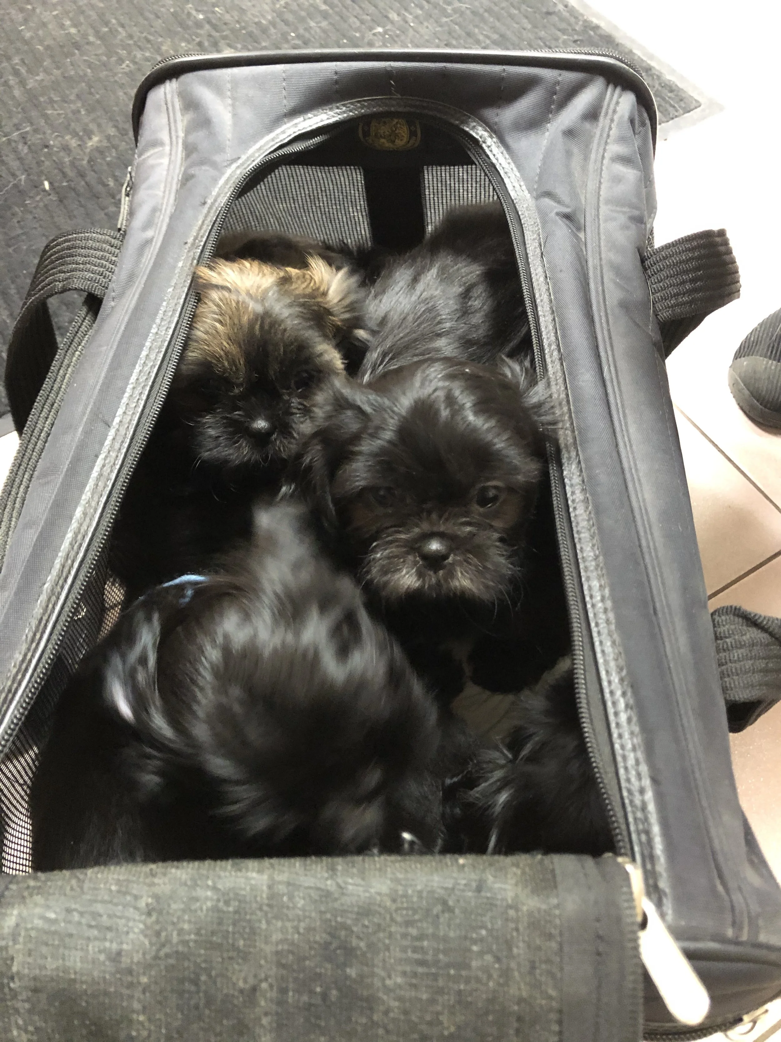Four small black and brown puppies inside a black travel bag with mesh and zippers, sitting on a tiled floor.