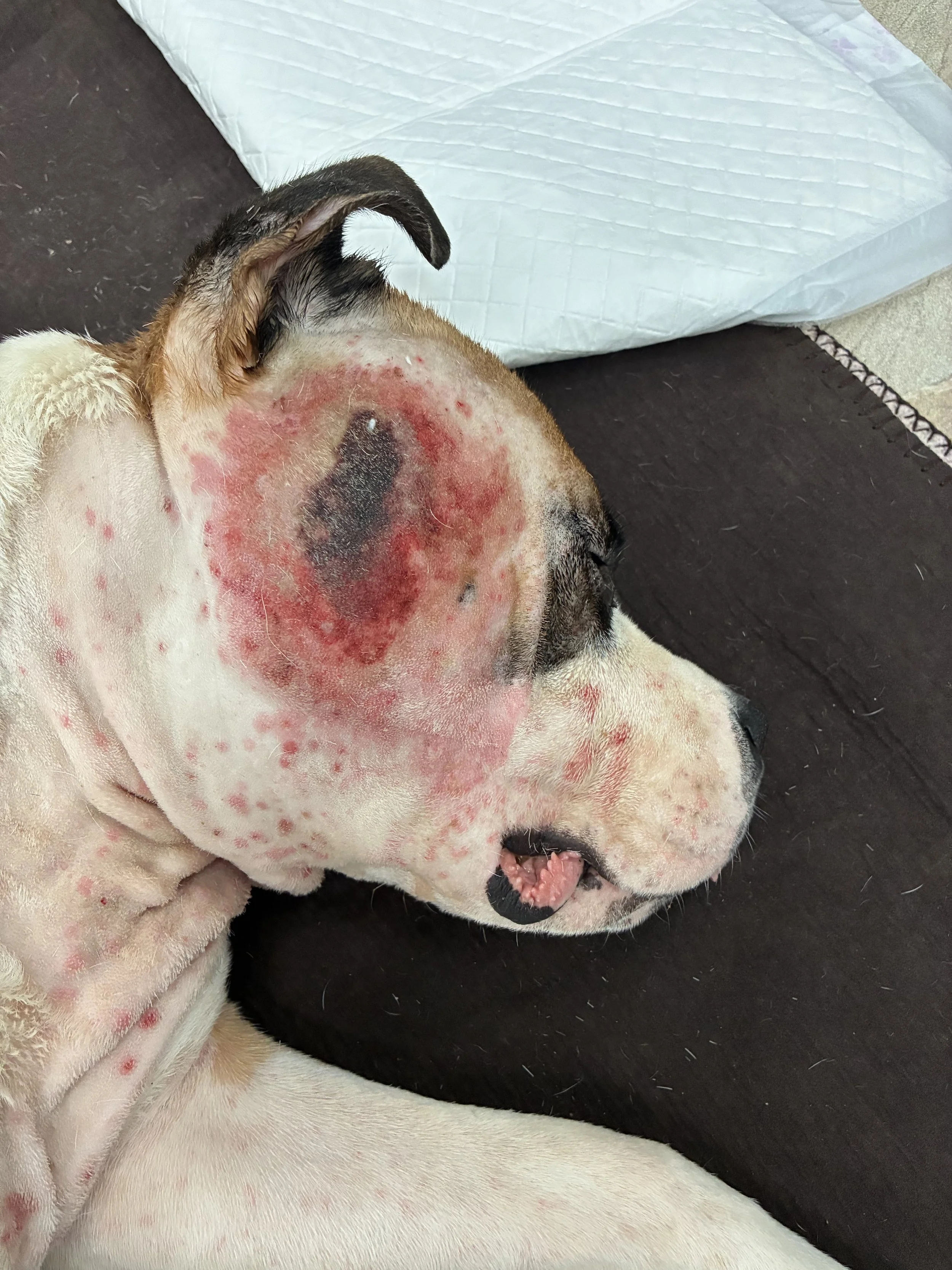 A dog with severe skin irritation and redness, especially on the face and ear, lying on a dark surface near a white pad.