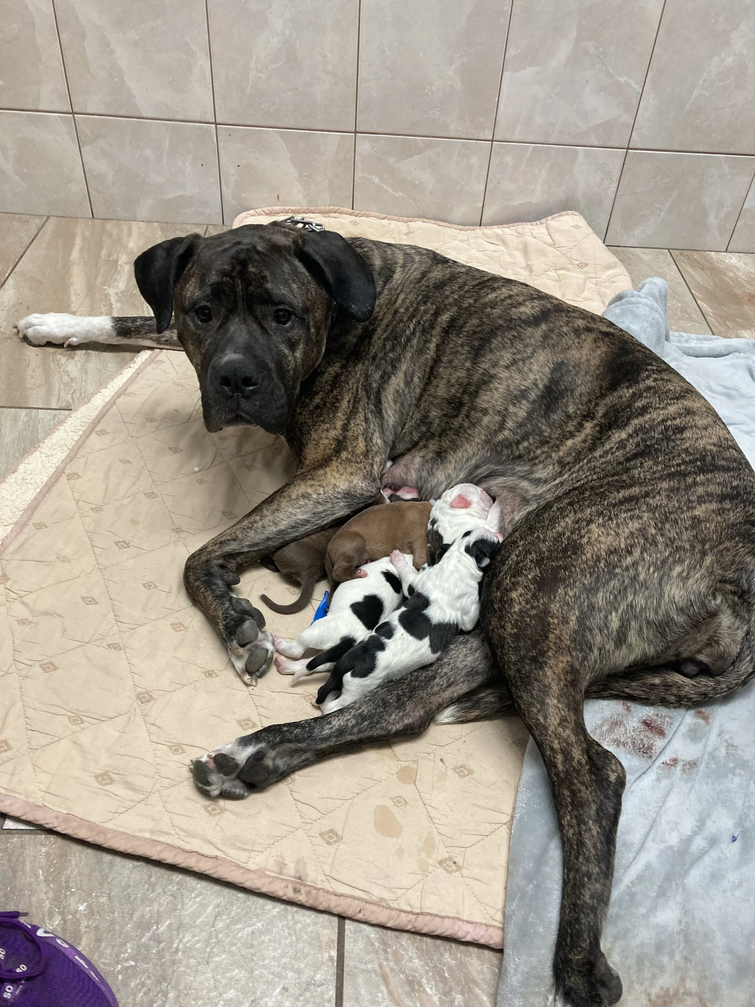 A large brindle dog lying on a quilted blanket on the floor, nursing several small puppies of various colors and patterns inside a tiled room.