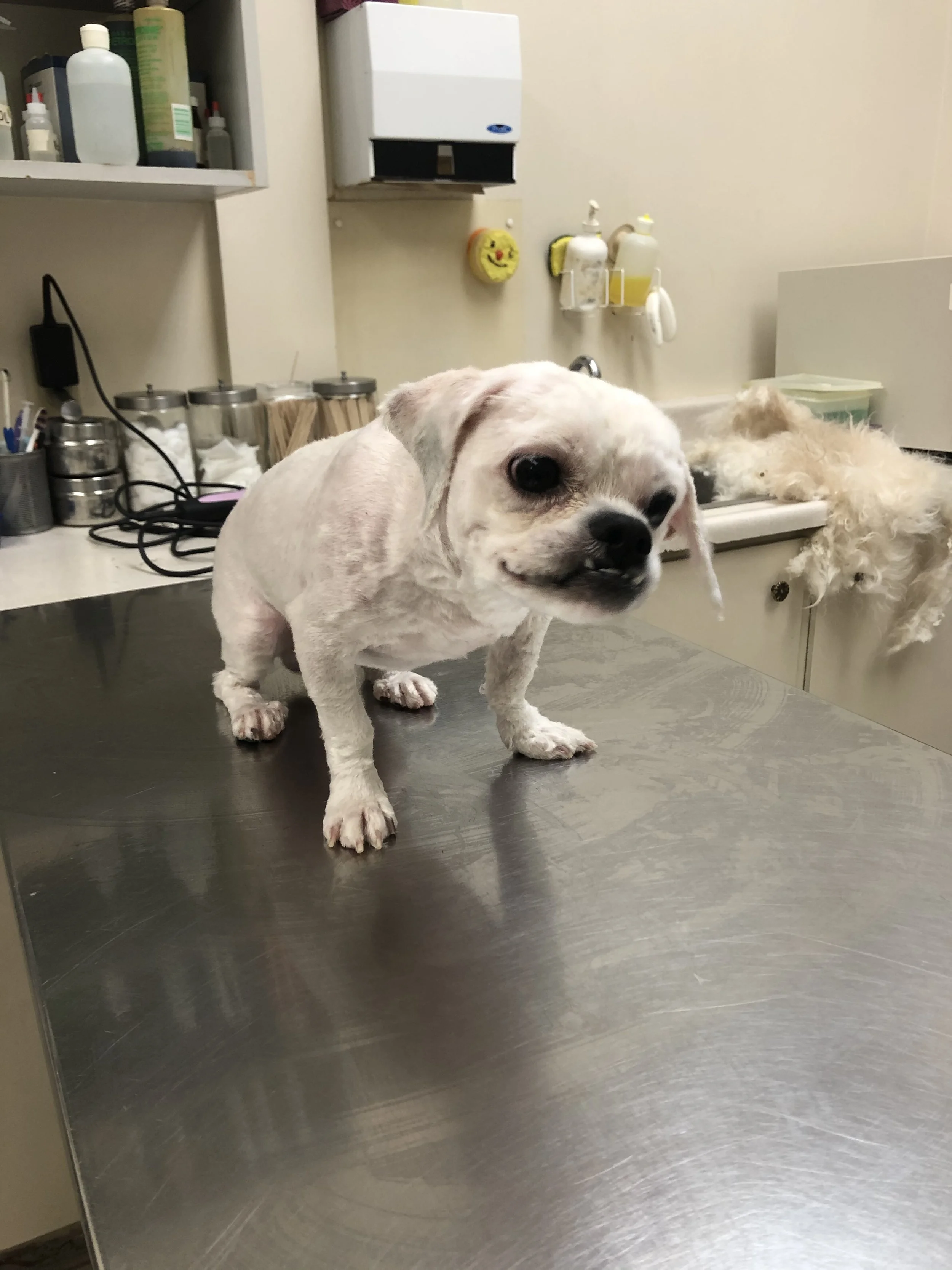 A small white dog with a partially shaved body stands on a metal examination table at a veterinary clinic. In the background, shelves with bottles and containers, and a sink with grooming tools and a fluffy white hair piece are visible.