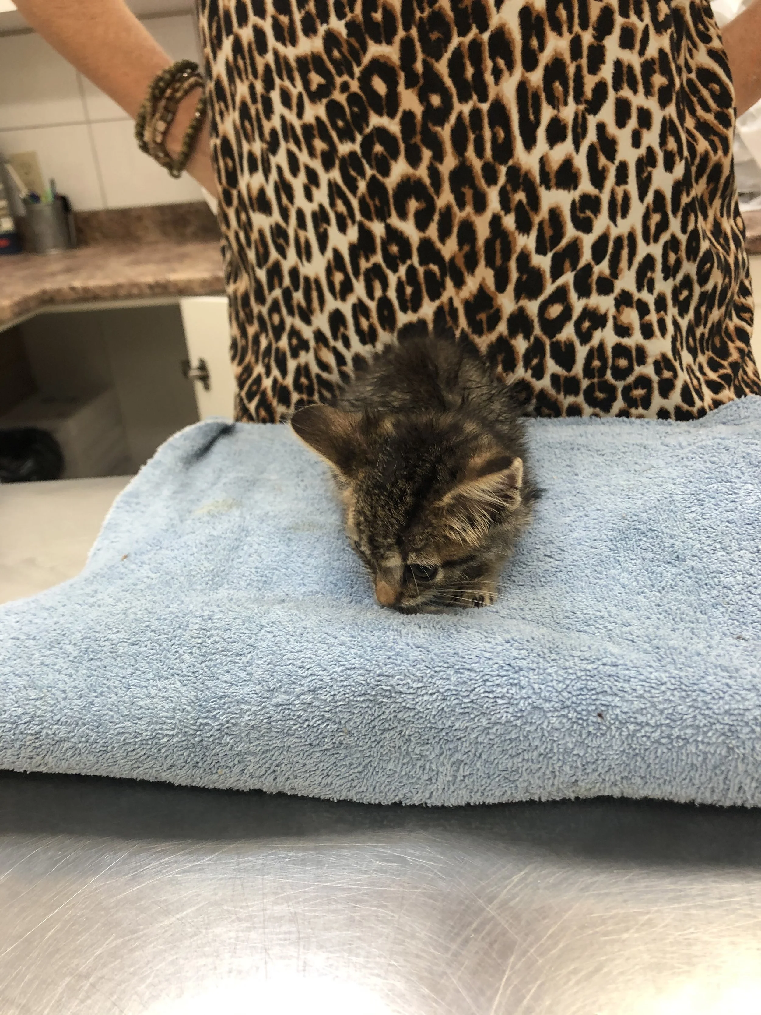 A small tabby kitten lying on a blue towel on a metal table, with a person wearing leopard print clothing standing behind, partially visible.