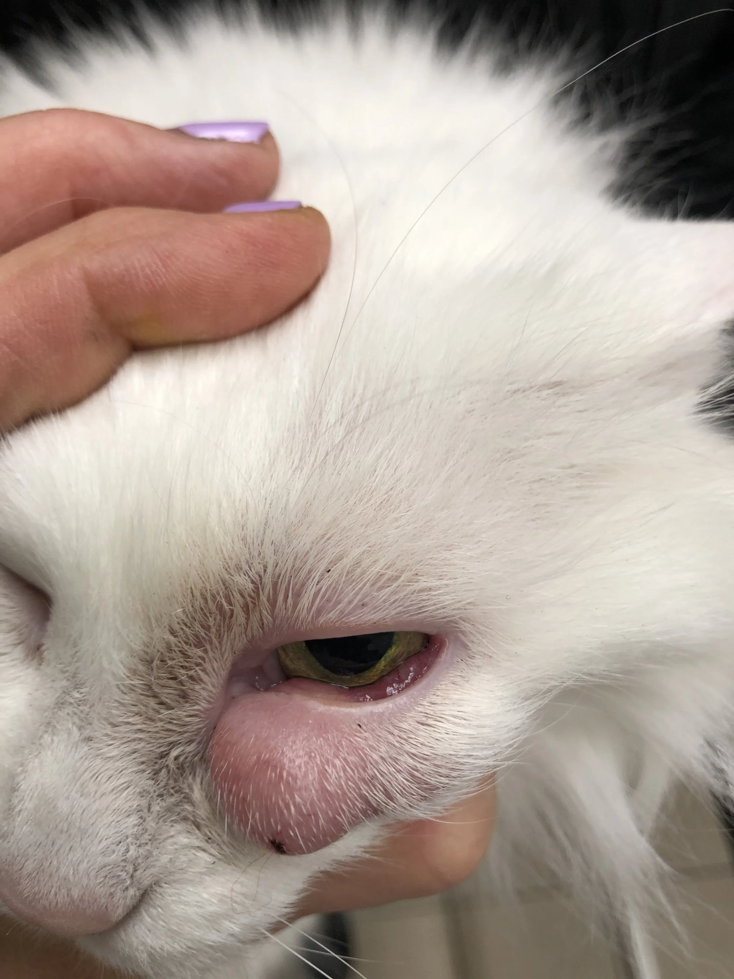 Close-up of a white and black cat's face being gently held, showing the cat's eye, nose, and part of its fur.