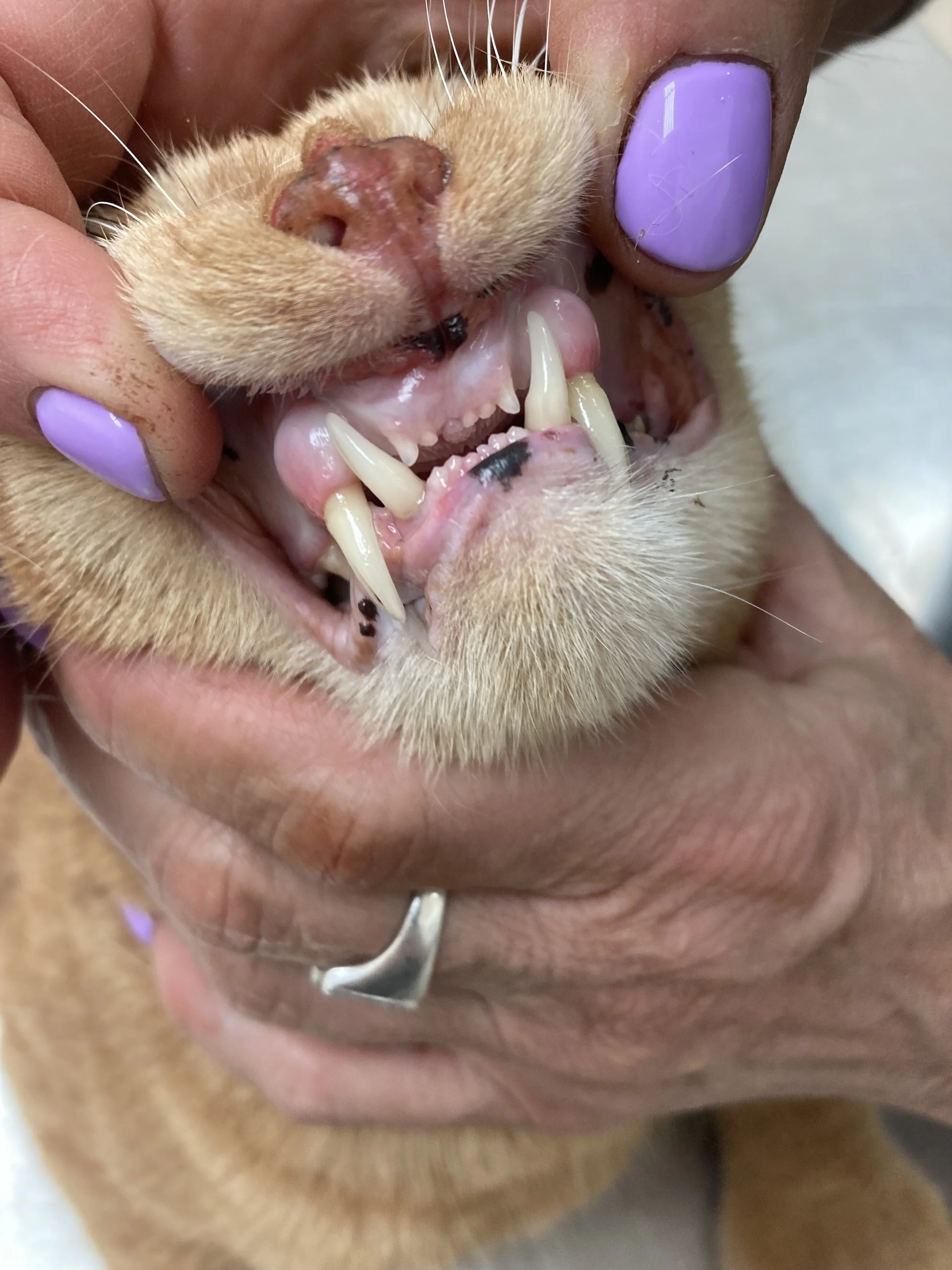 Close-up view of a dog's mouth being held open by a person with lavender nail polish, showing the dog's teeth and gums.