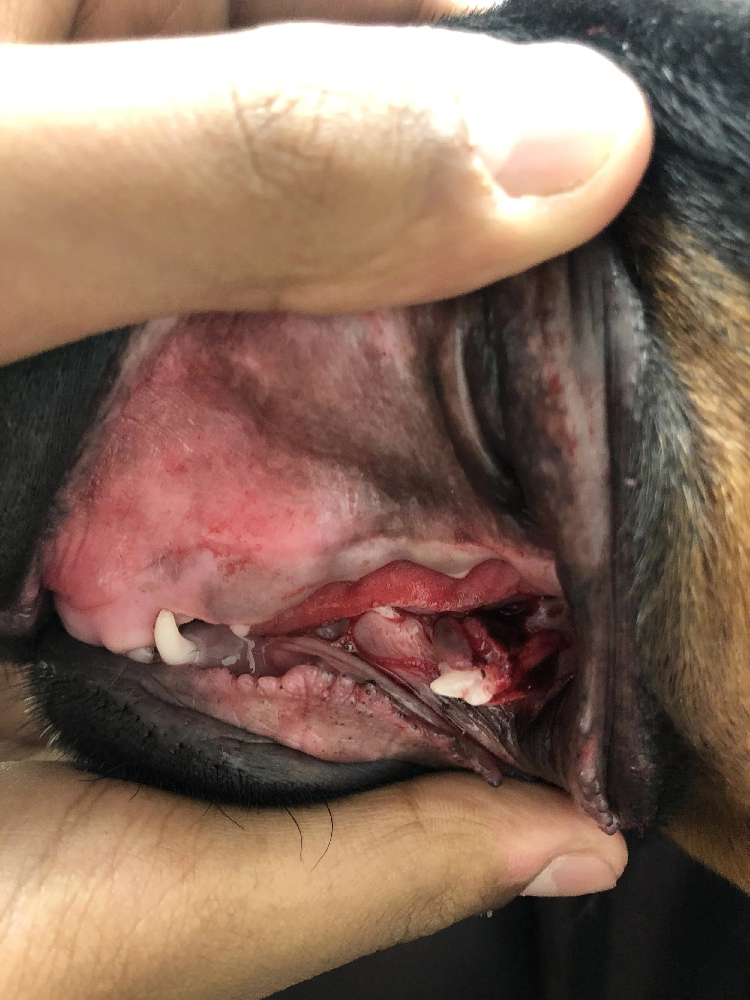 Close-up of a dog's mouth being held open, showing teeth, gums, and inner cheek with signs of dental issues.