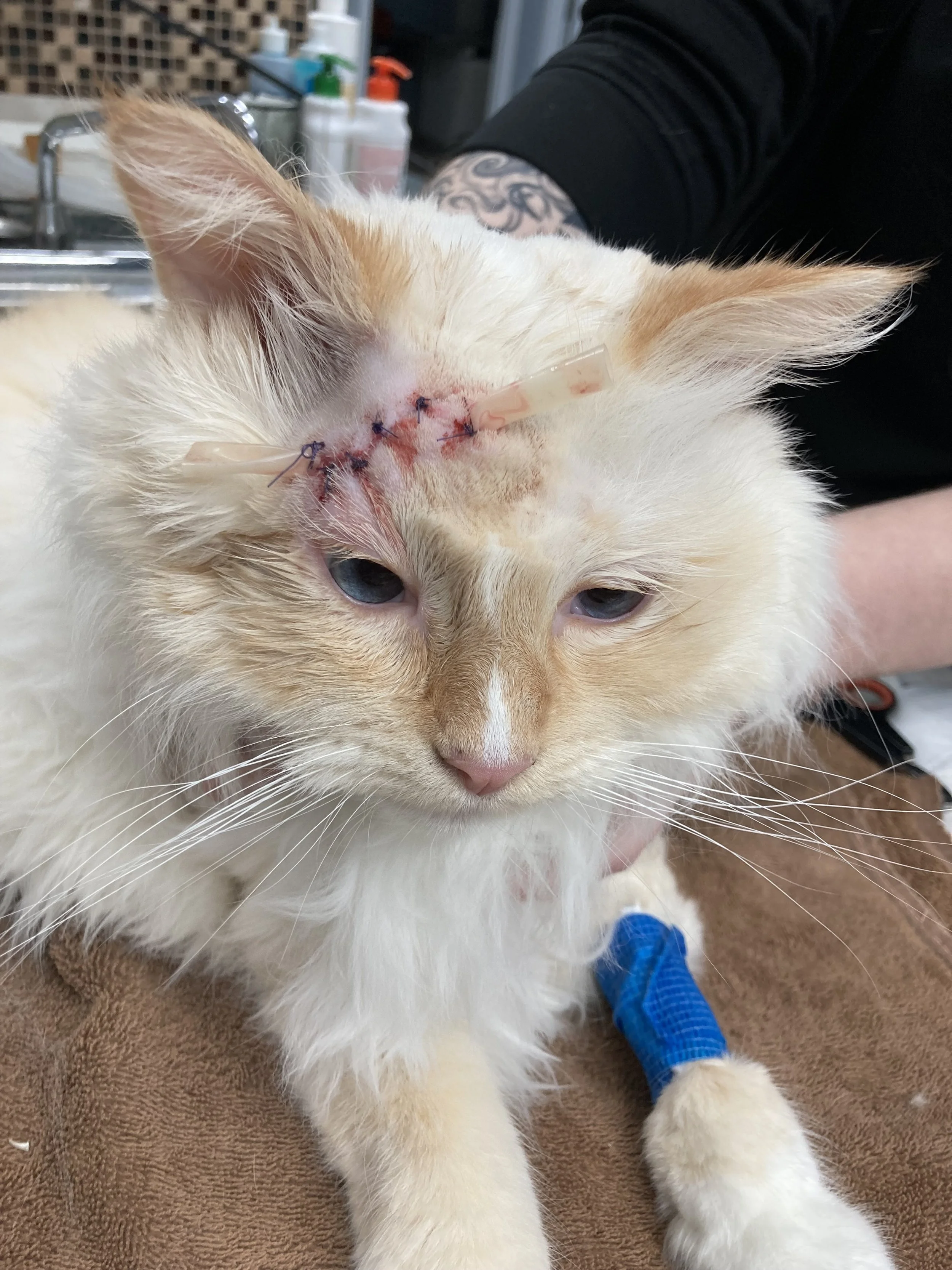 A cream and white cat with a bandaged leg and a stitched head injury, resting on a brown towel in a veterinary clinic.
