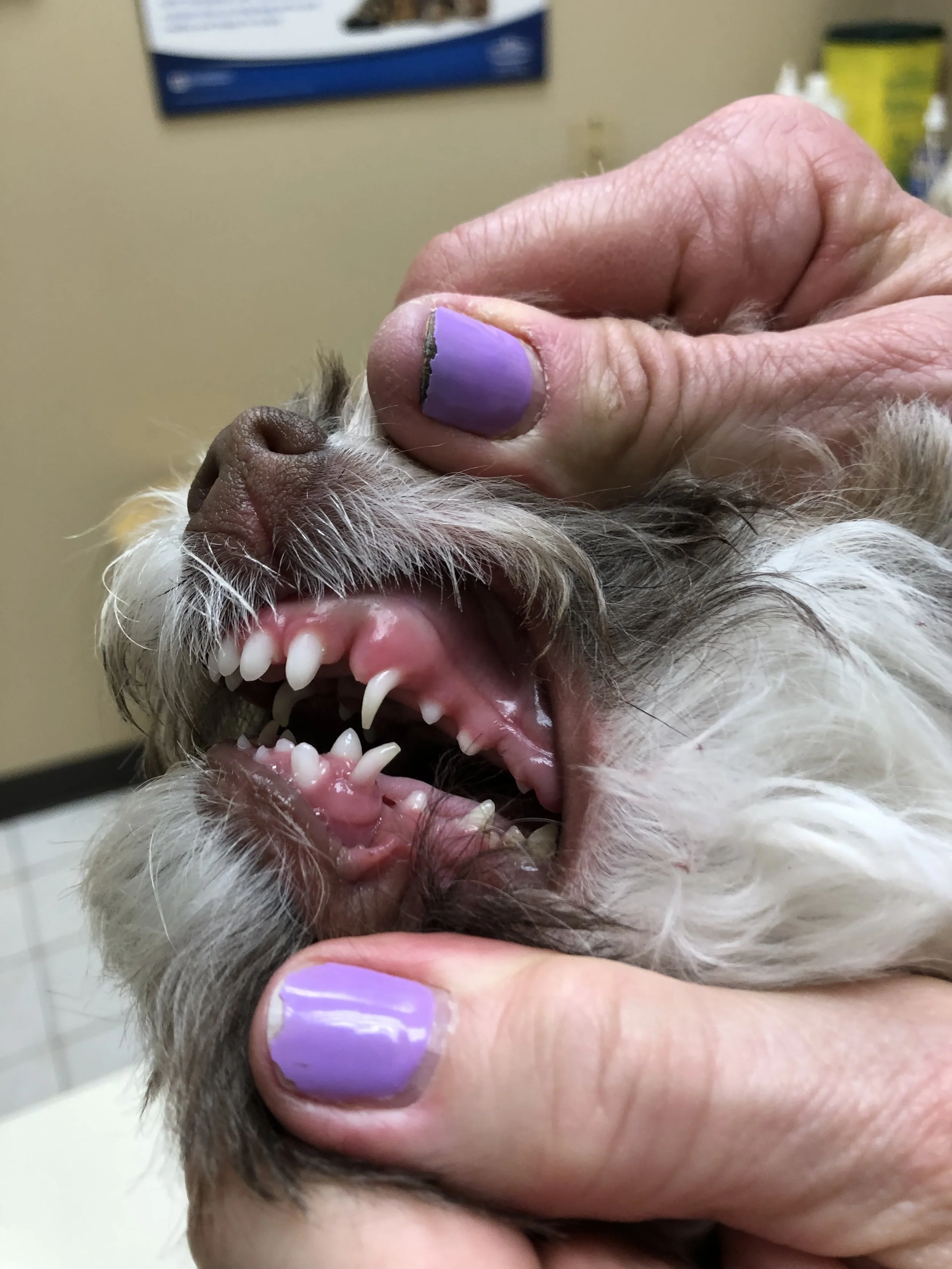 A person holding an open dog’s mouth showing teeth and gums, with a purple-painted fingernail visible.