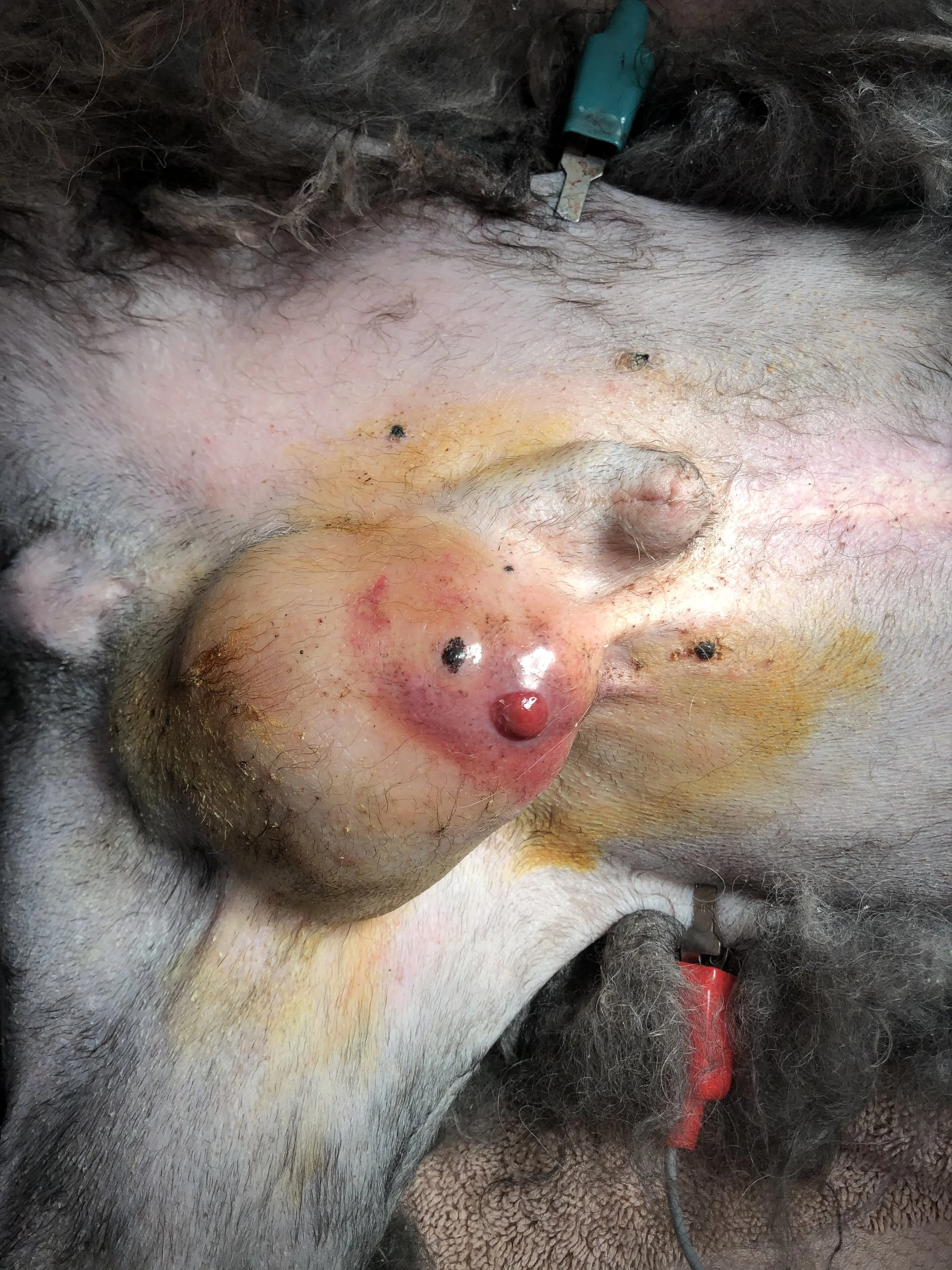 Close-up of a dog's face with visible skin conditions, wounds, and some medical devices attached.
