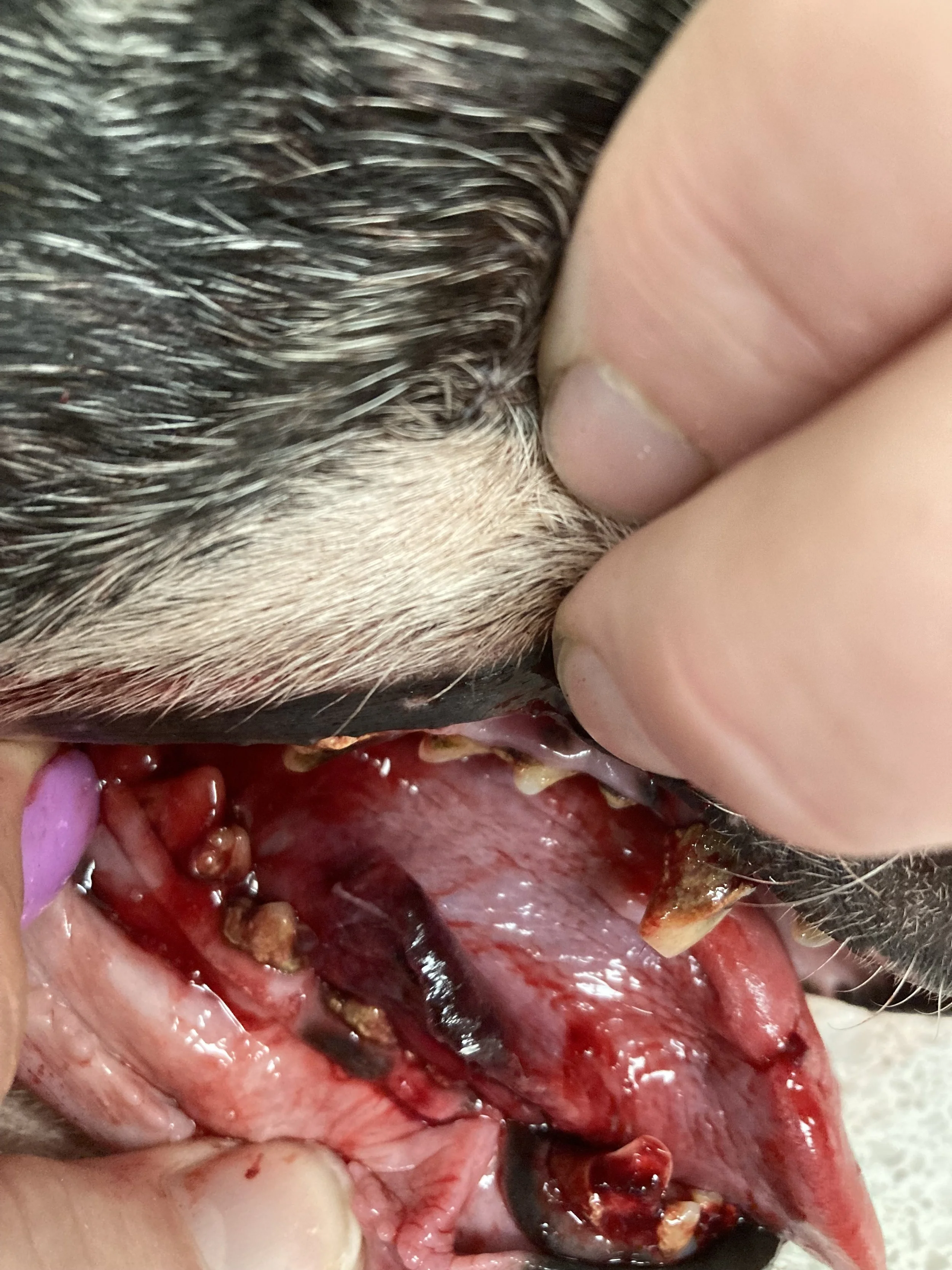 Close-up of a dog's open mouth showing teeth and gums with signs of dental disease, including tartar buildup and inflammation.