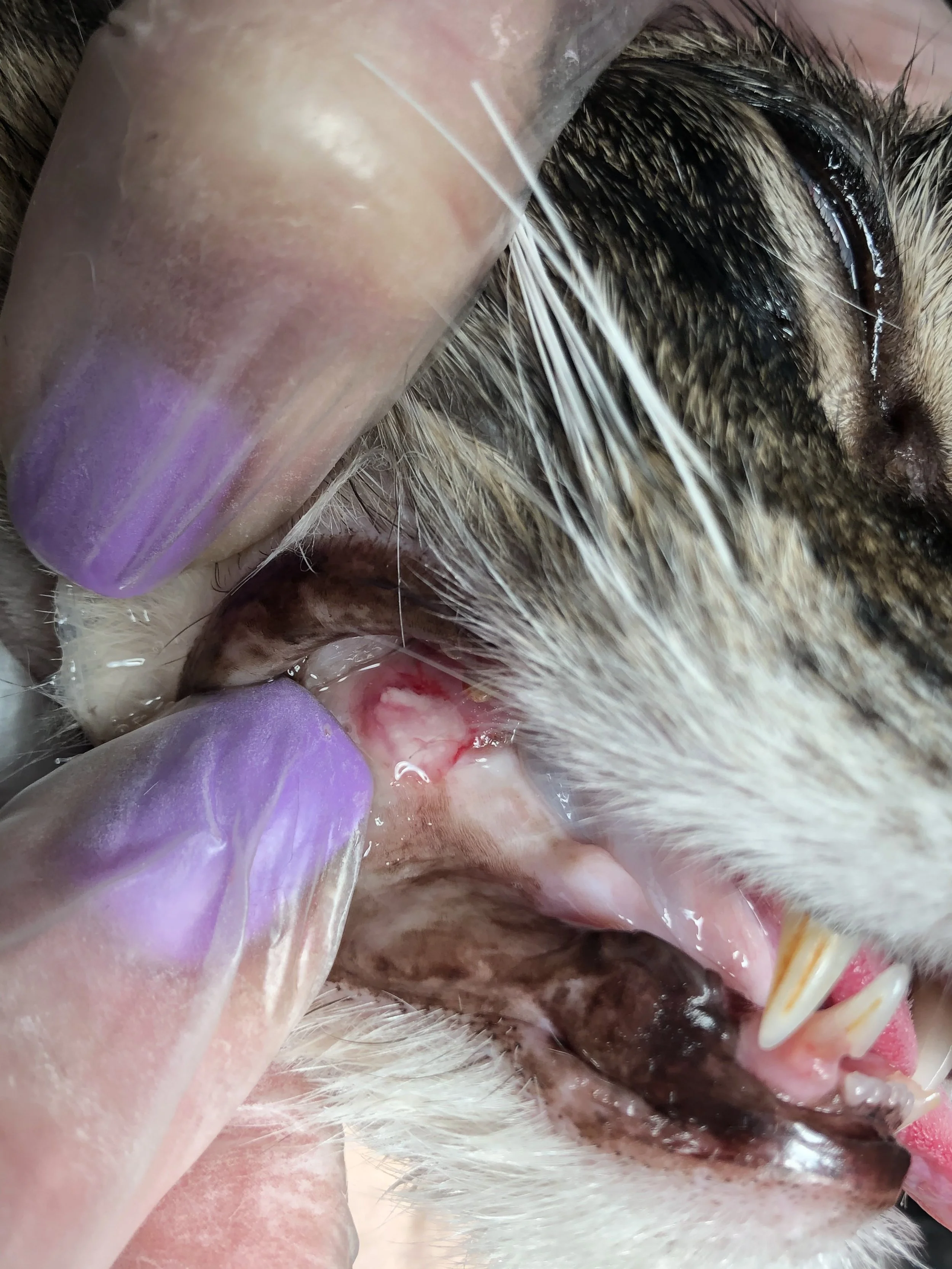 Close-up image of a veterinarian performing a dental examination on a cat, with gloved hands and the cat's mouth open showing teeth and gums.
