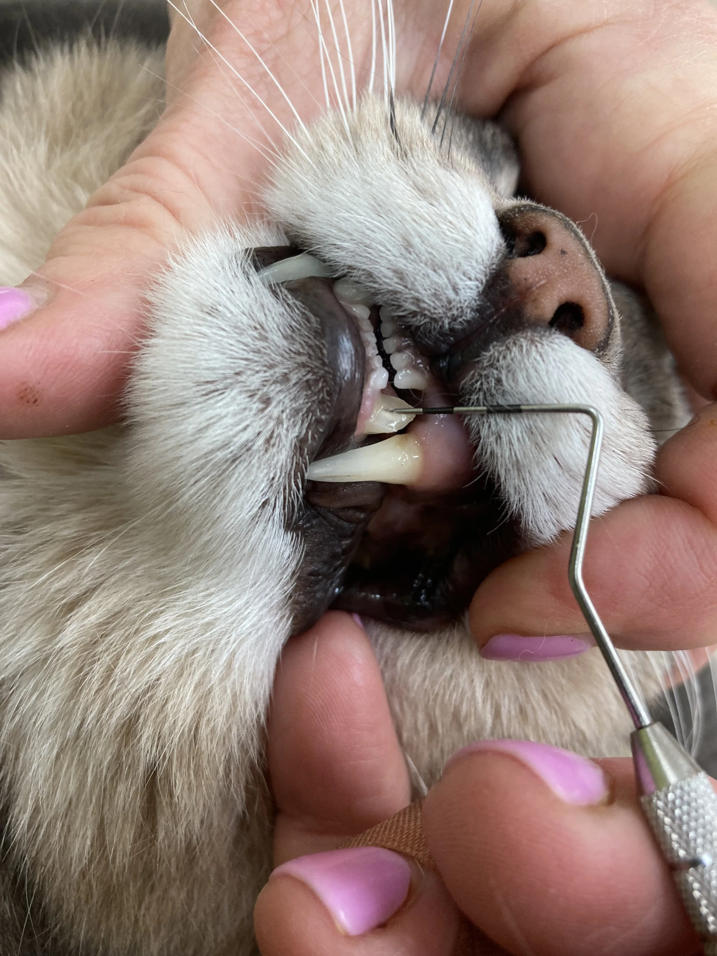 A veterinarian uses a dental scaler to clean the teeth of a dog during a dental examination.