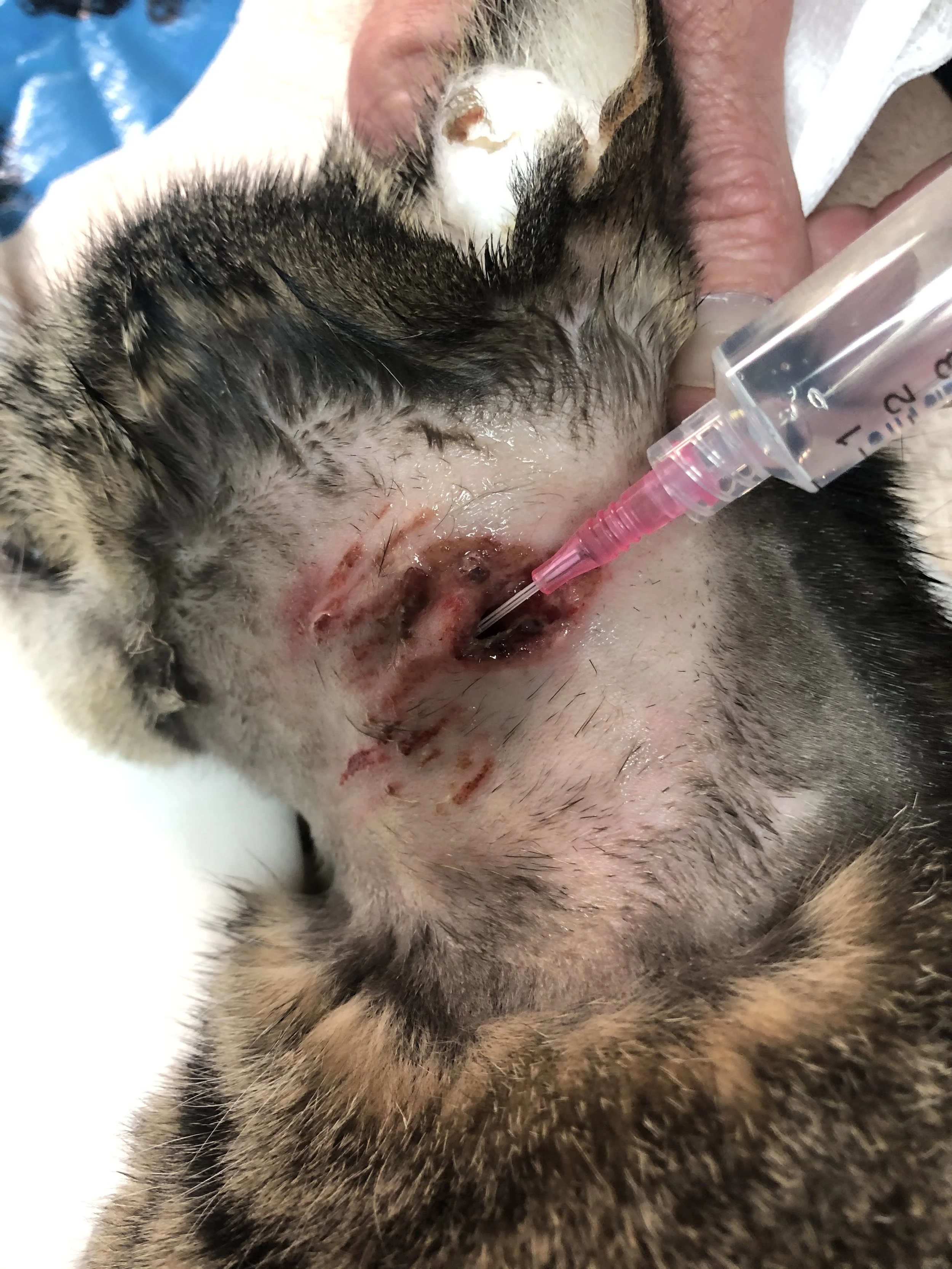 Close-up of a cat's belly with a shaved area showing a surgical wound being treated with a syringe for cleaning or medication.