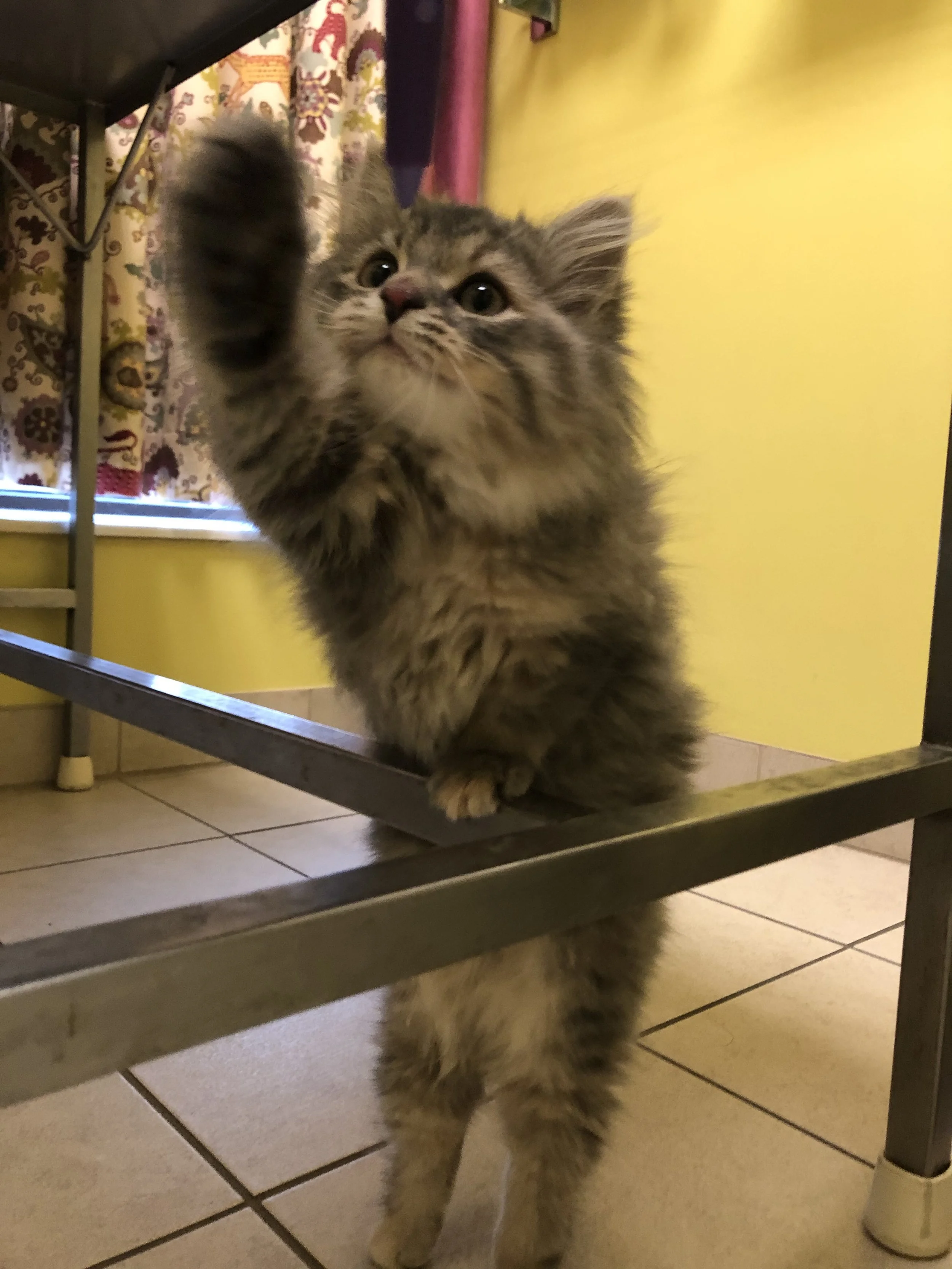 A fluffy tabby kitten reaching up with its paw underneath a table in a colorful room.