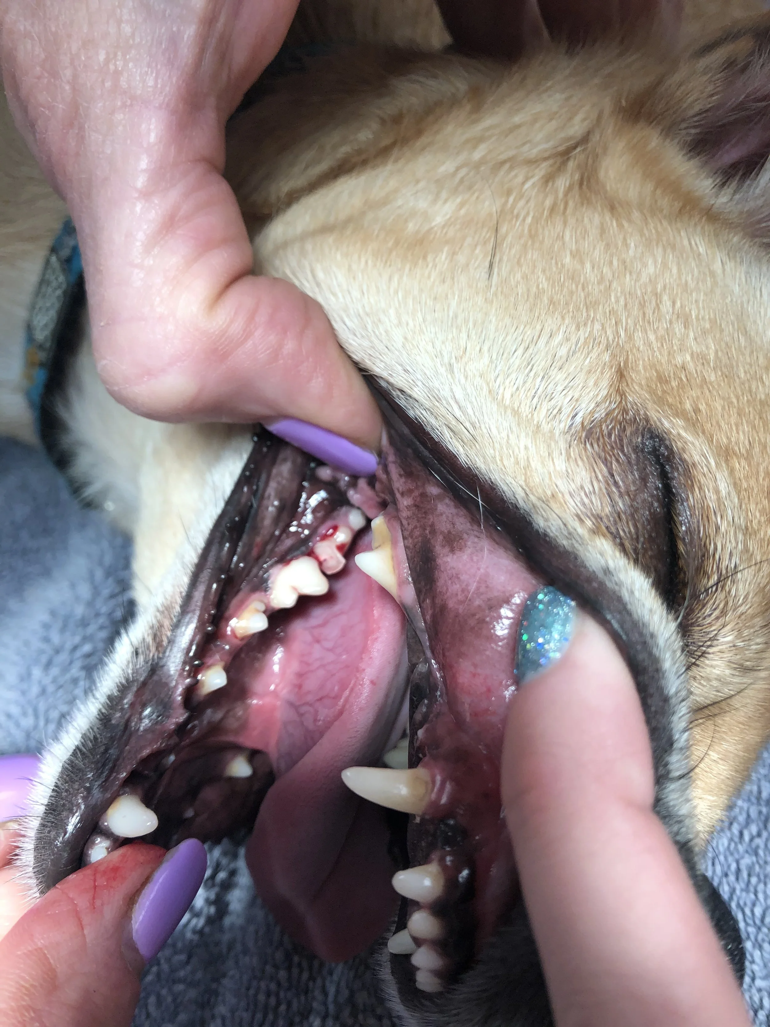 Close-up of a person's hands examining a dog's open mouth, showing teeth and gums.