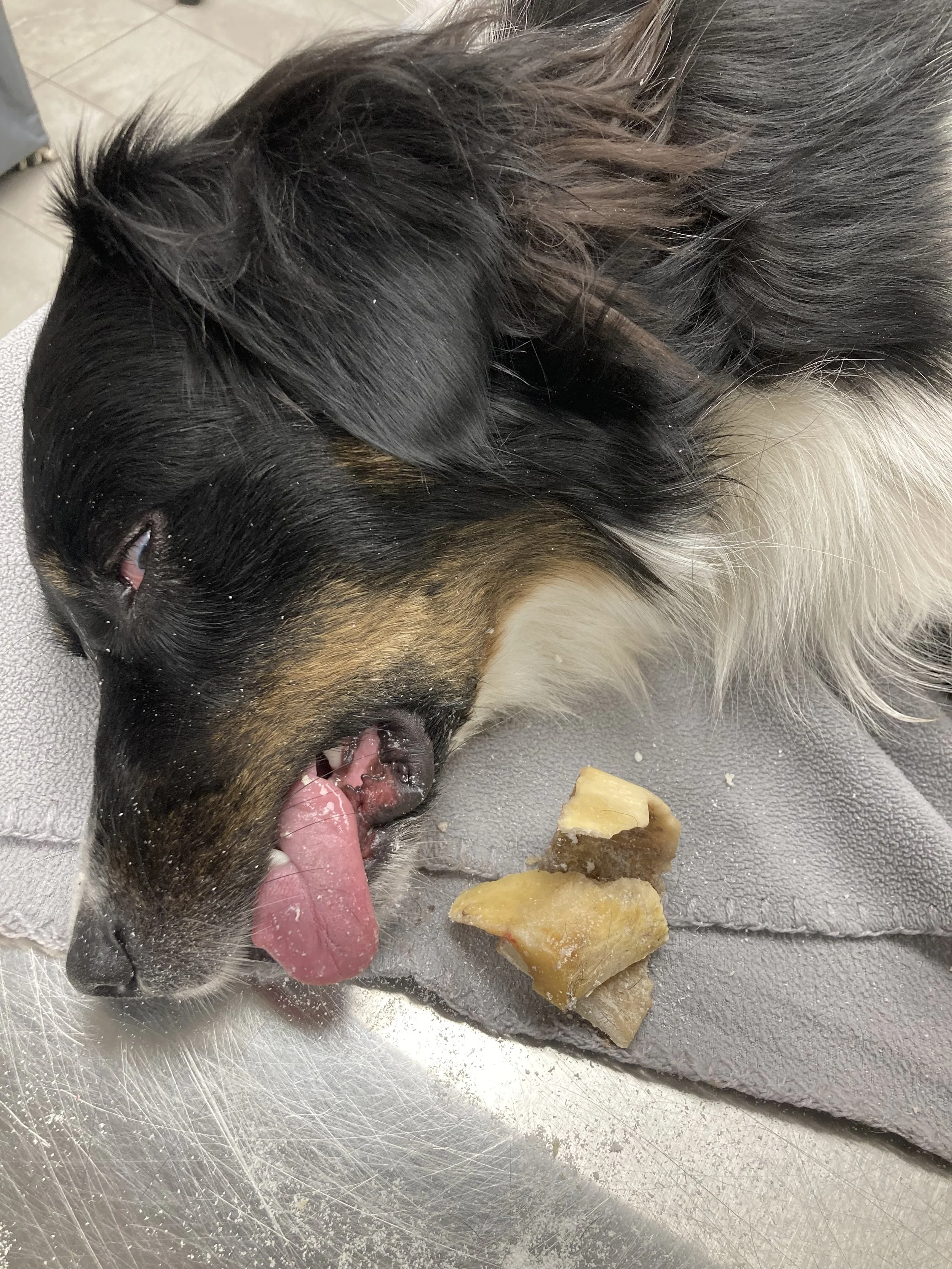 A dog lying on its side with its tongue out, resting on a gray towel, near some dog treats on a metallic surface.