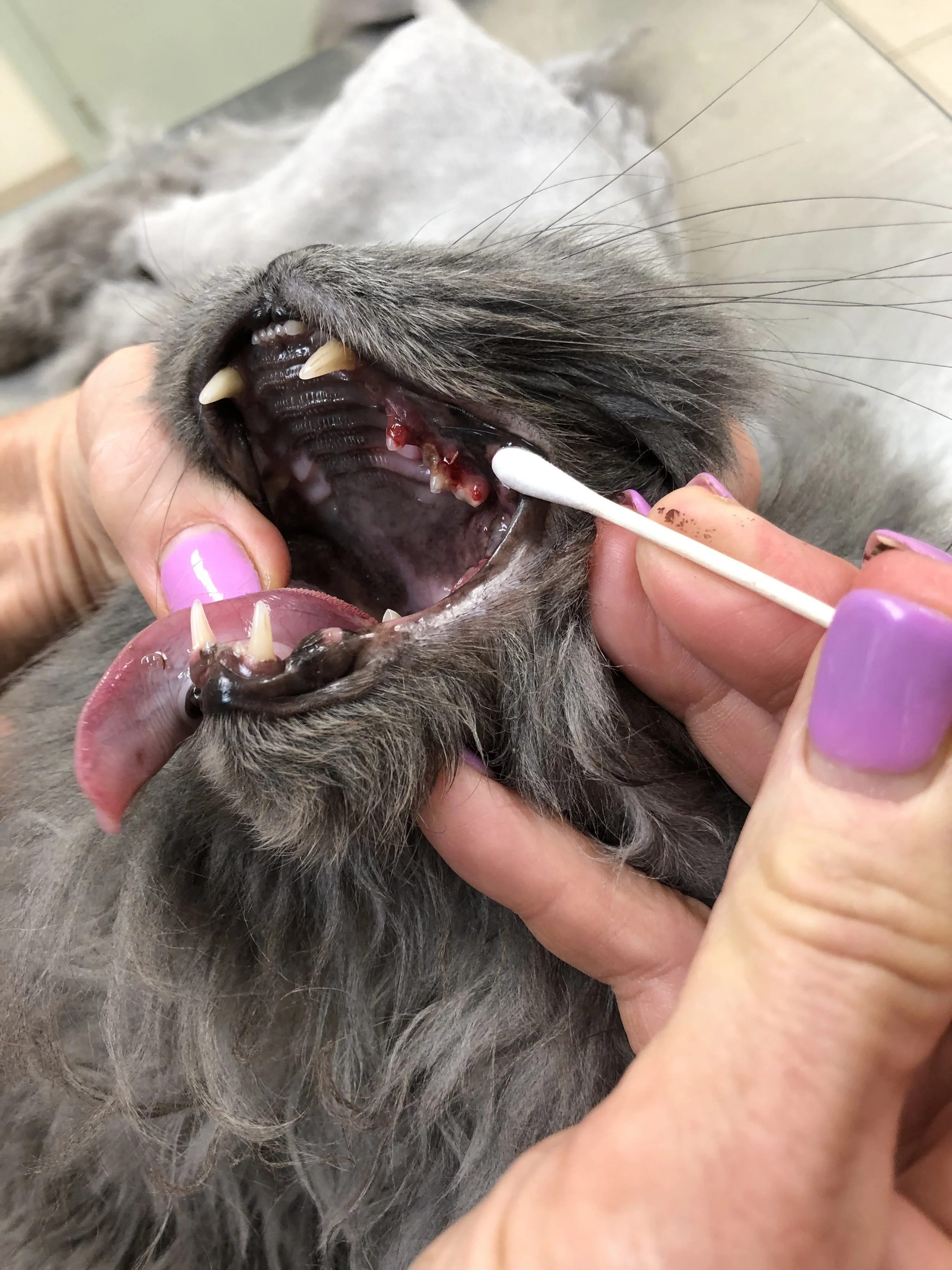 A person is examining the mouth of a gray cat, using a cotton swab near the cat's gums, which appear inflamed and red.