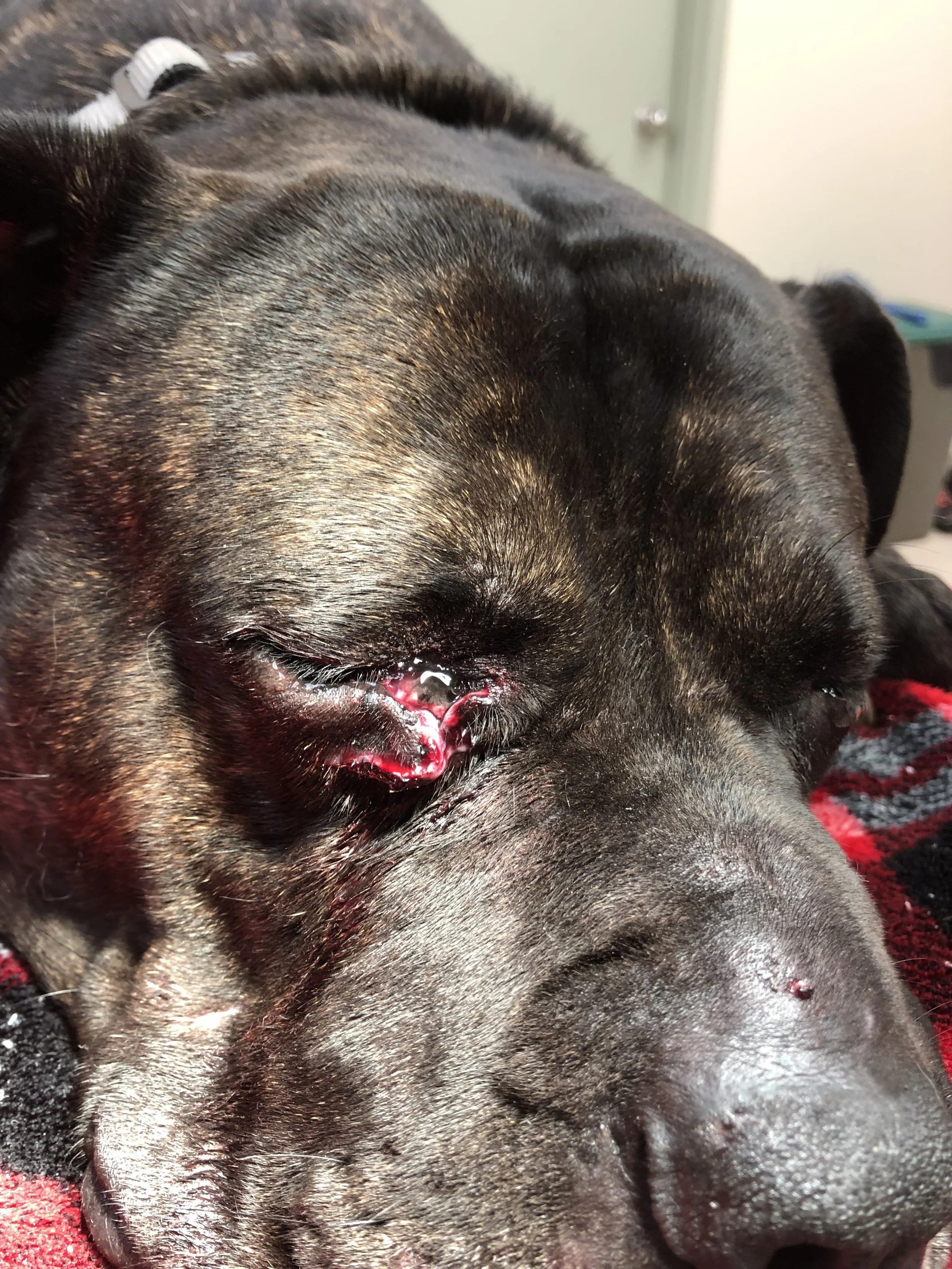 Close-up of a black dog with a bleeding wound near its eye, lying down on a red and black blanket.