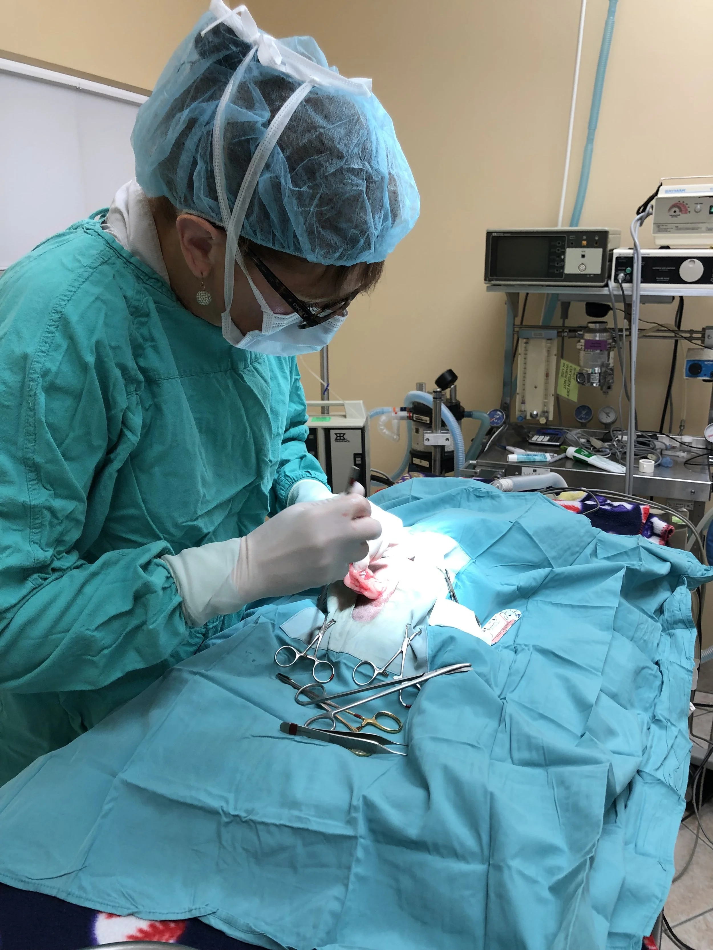 A veterinarian performing a surgical procedure on a dog in an operating room with medical equipment and surgical tools nearby.