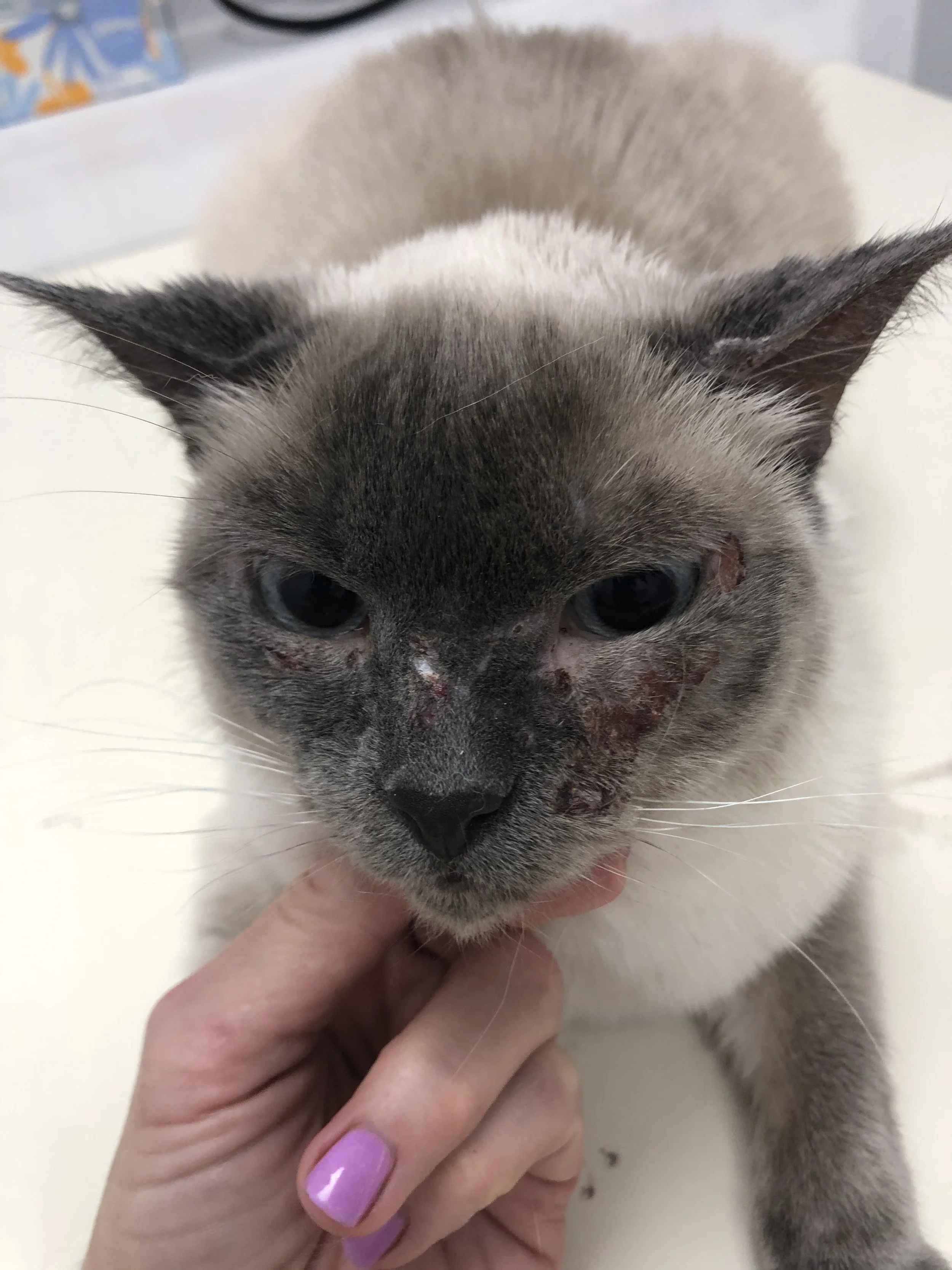 Close-up of injured cat with facial wounds being tenderly held by a person's hand with purple nail polish.