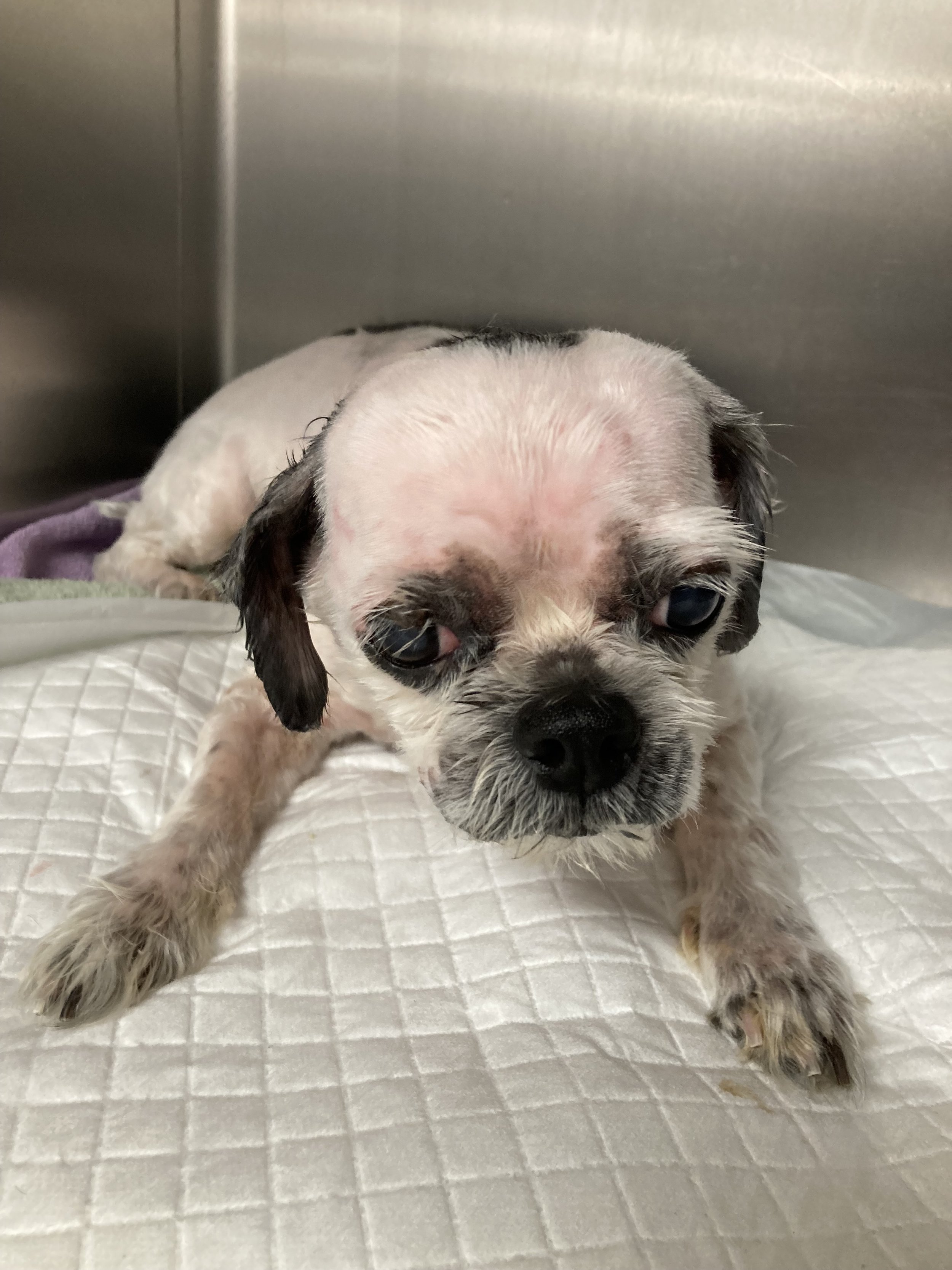 A small, sick-looking puppy lying on a padded surface in a veterinary clinic or animal care facility.