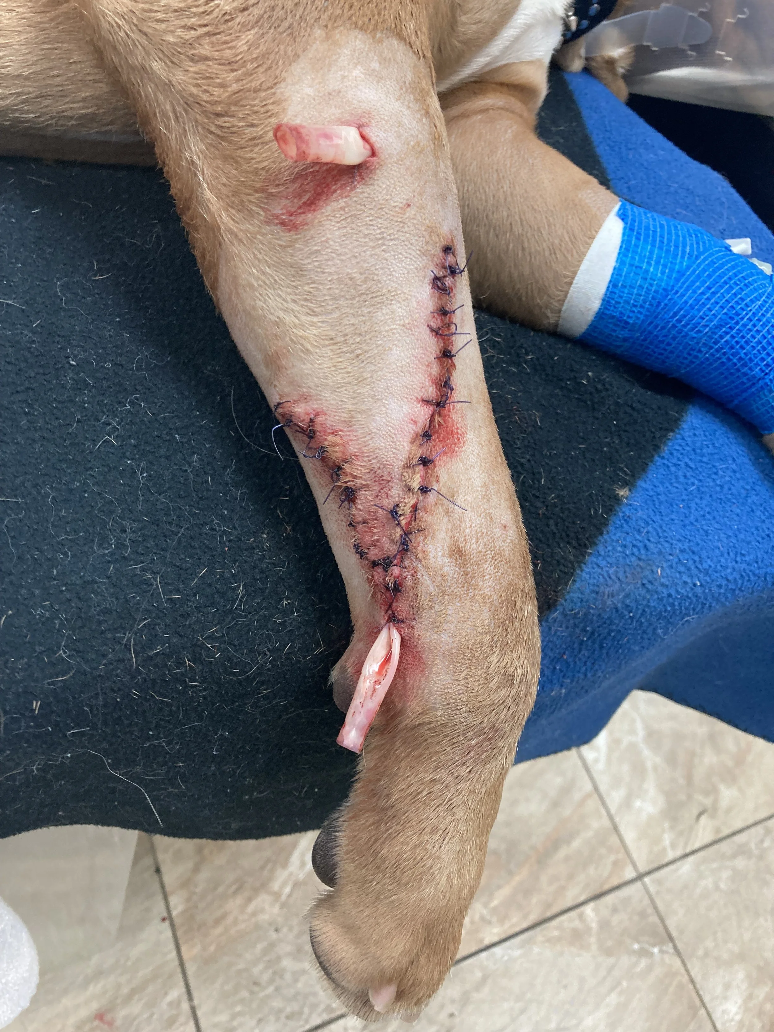 A dog's leg with a fresh surgical incision, stitches, and bandages, indicating recent surgery.