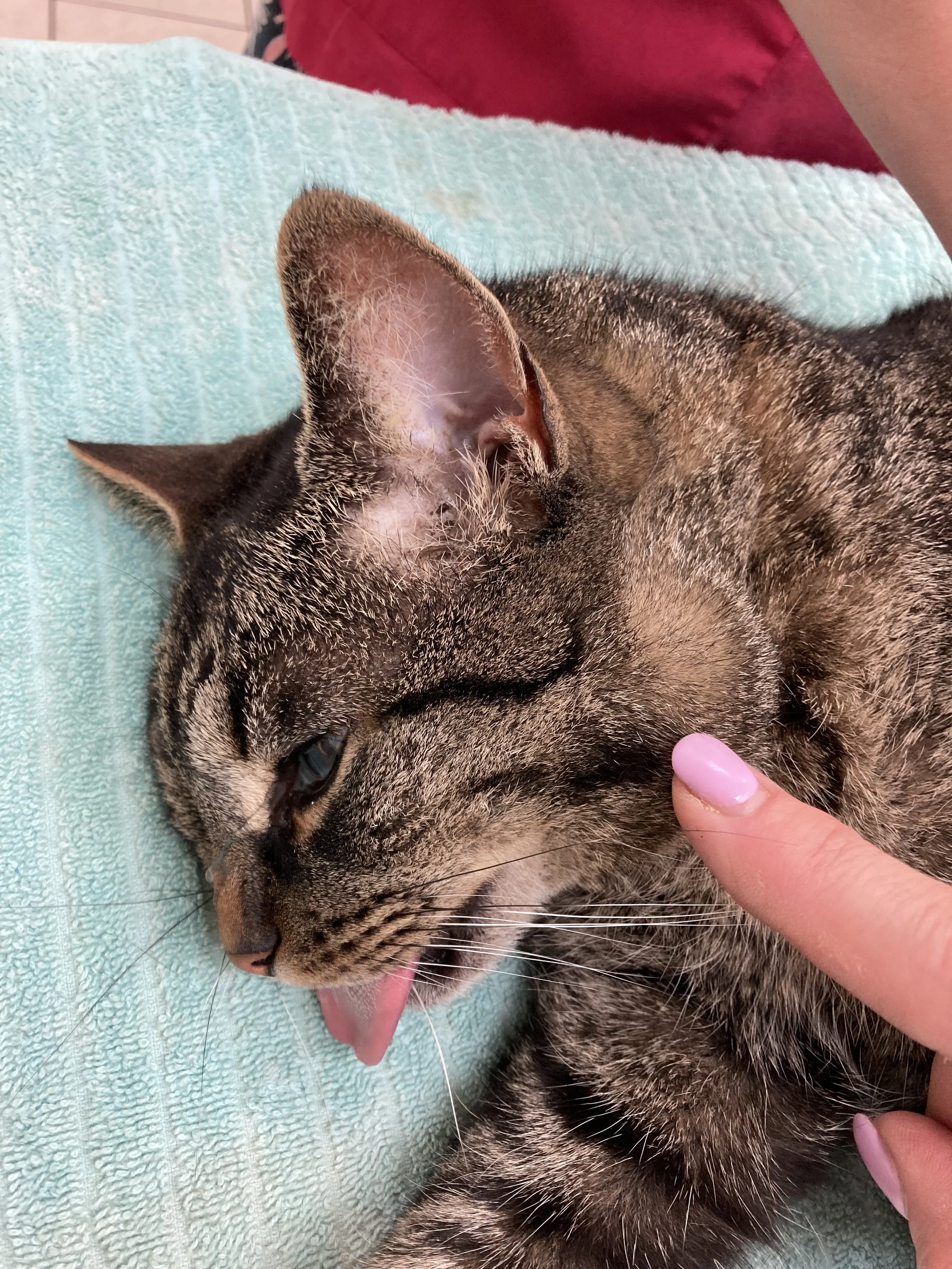 A close-up of a tabby cat lying on a teal towel, with a person's finger gently touching its cheek. The cat has its tongue slightly sticking out and appears relaxed.