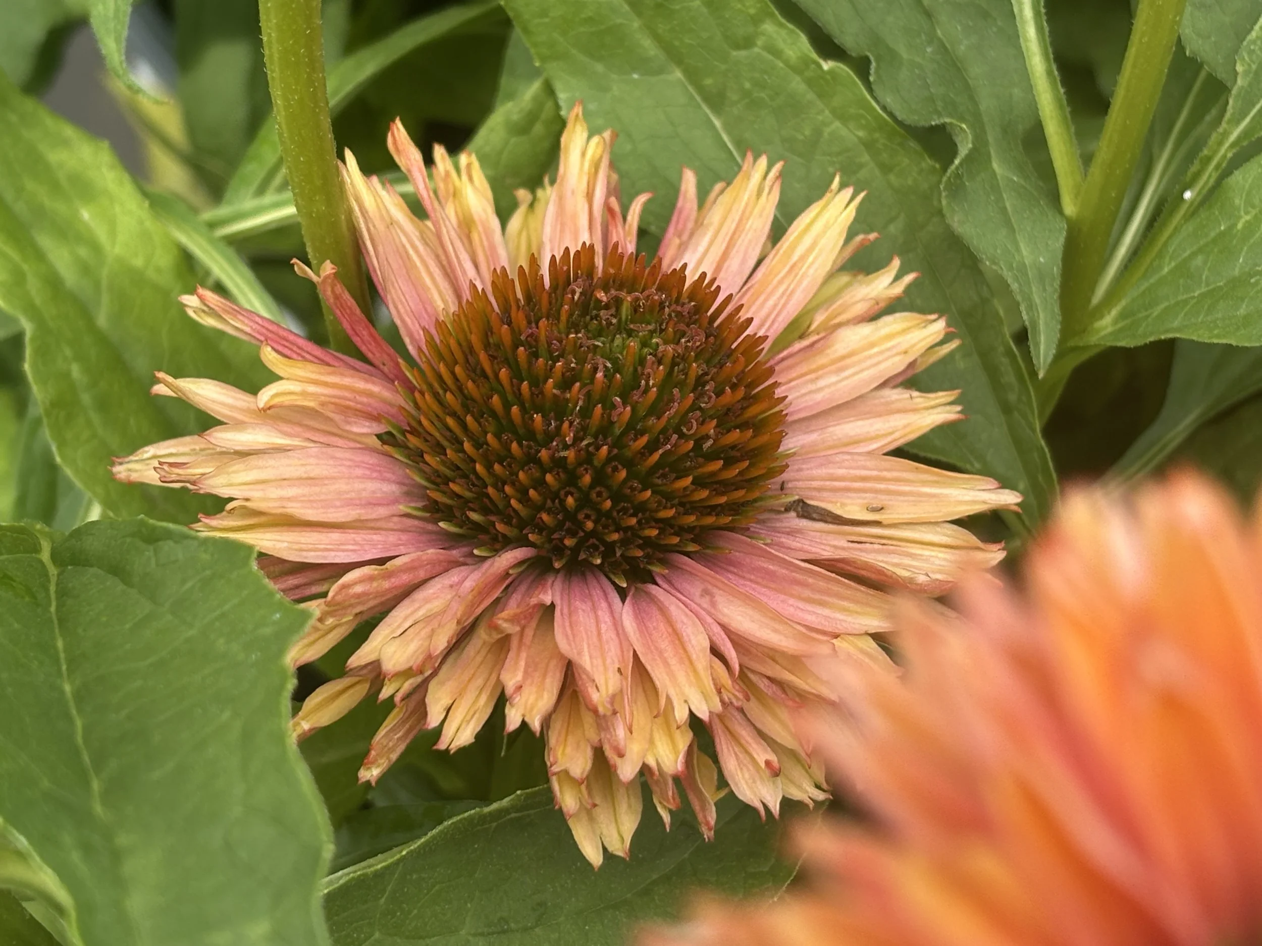 Spring coneflower