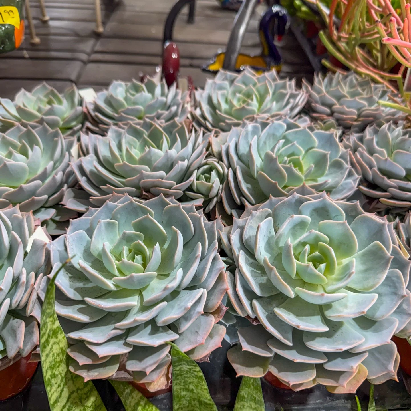 Puckett S Nursery Landscape