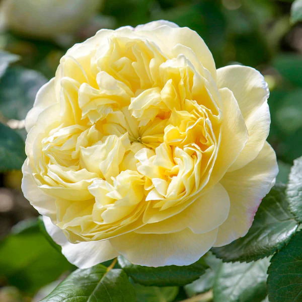 David Austin Charles Darwin® rose photography